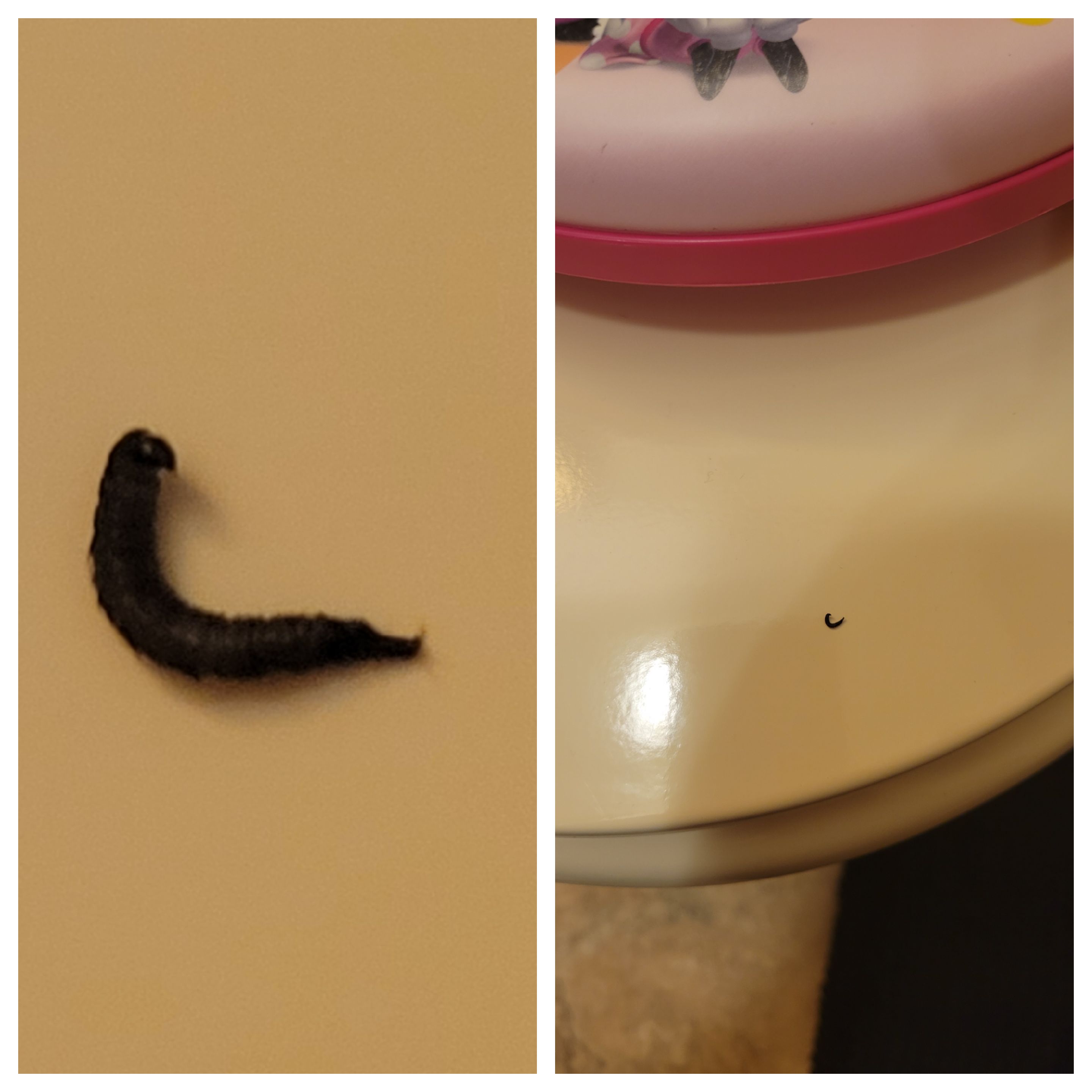 Found this black, very small worm in my bathtub twice so far. No idea