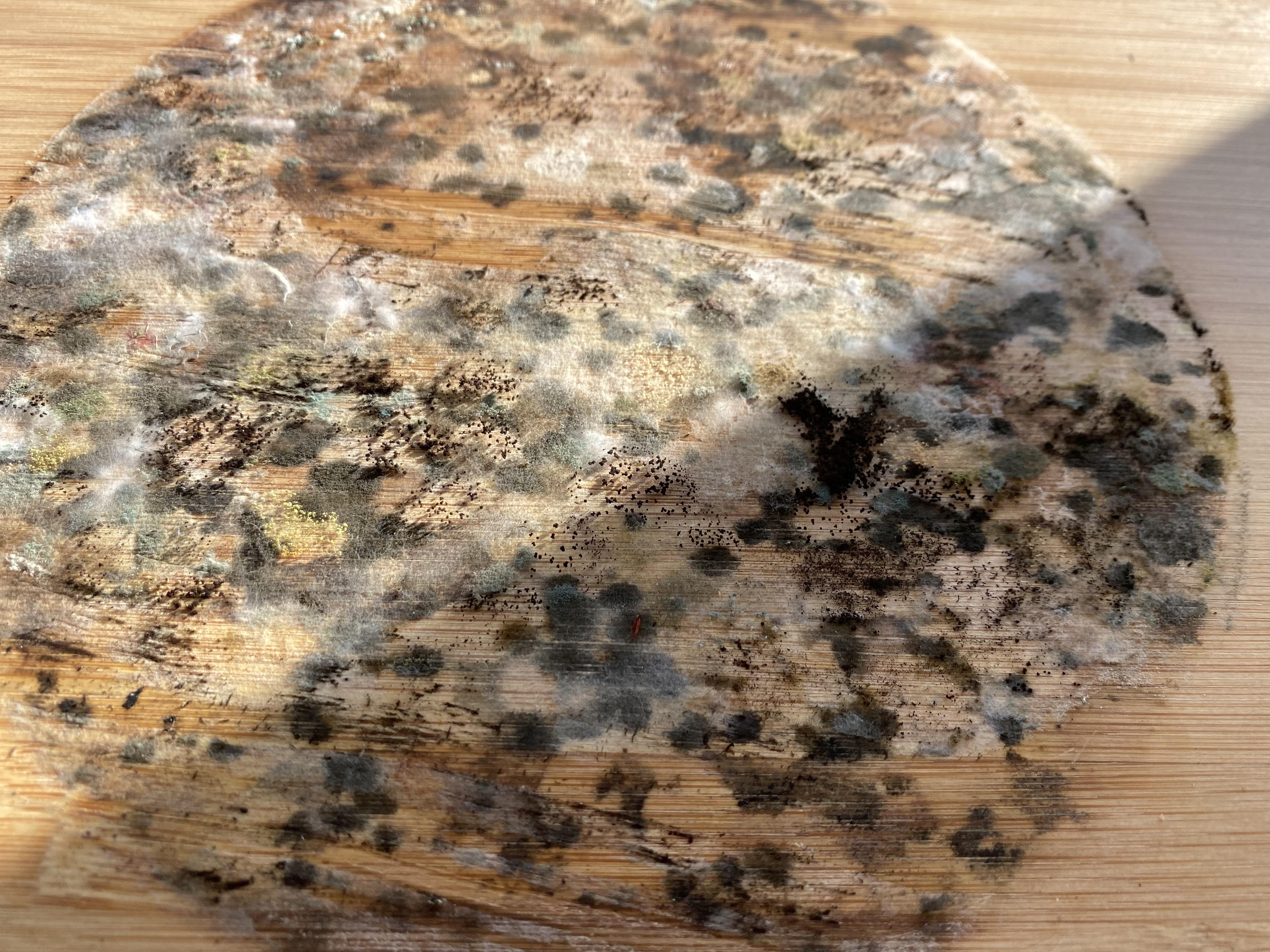 Mold growing under potted plant r/MoldlyInteresting