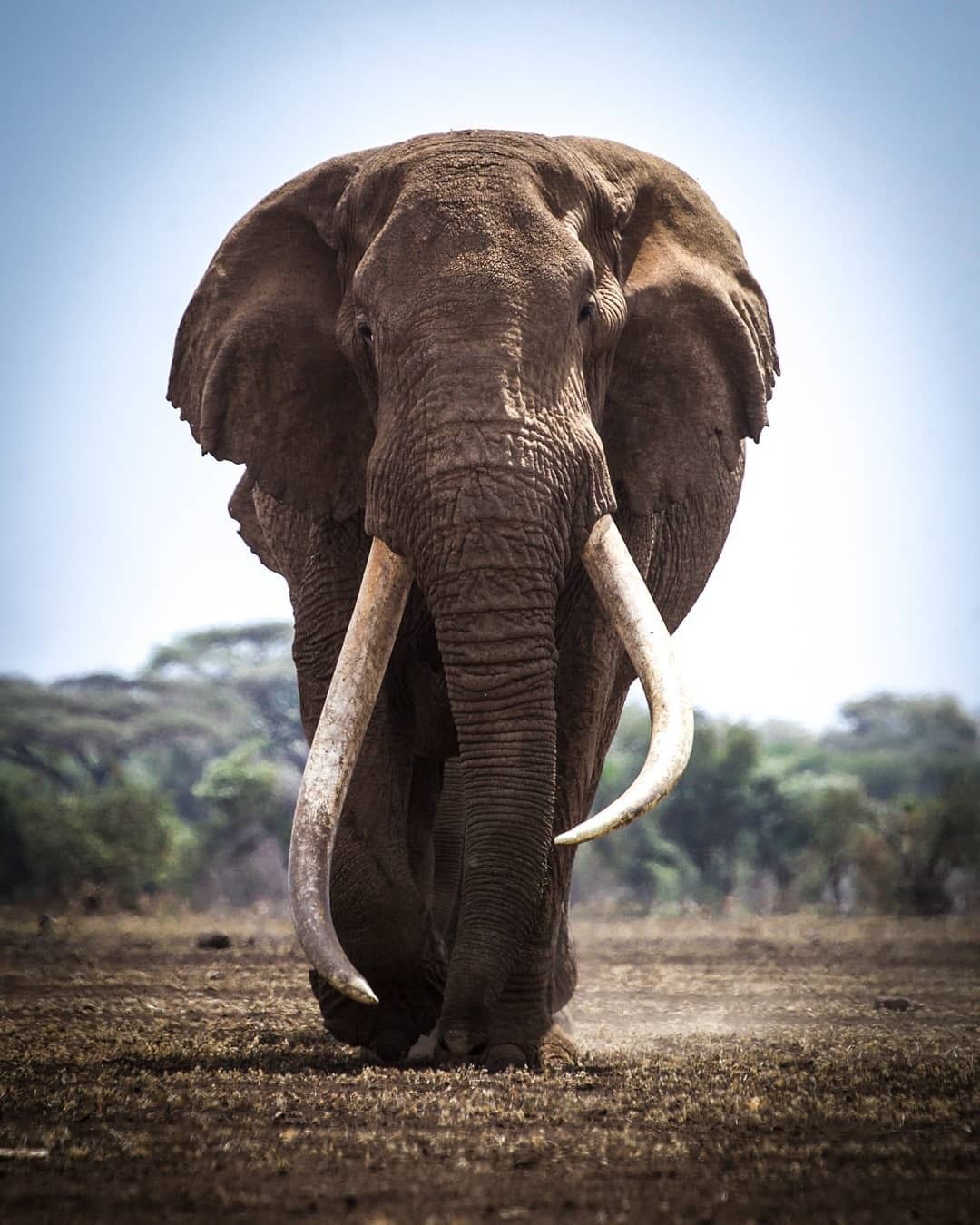 A bull elephant. Probably the only land creature today