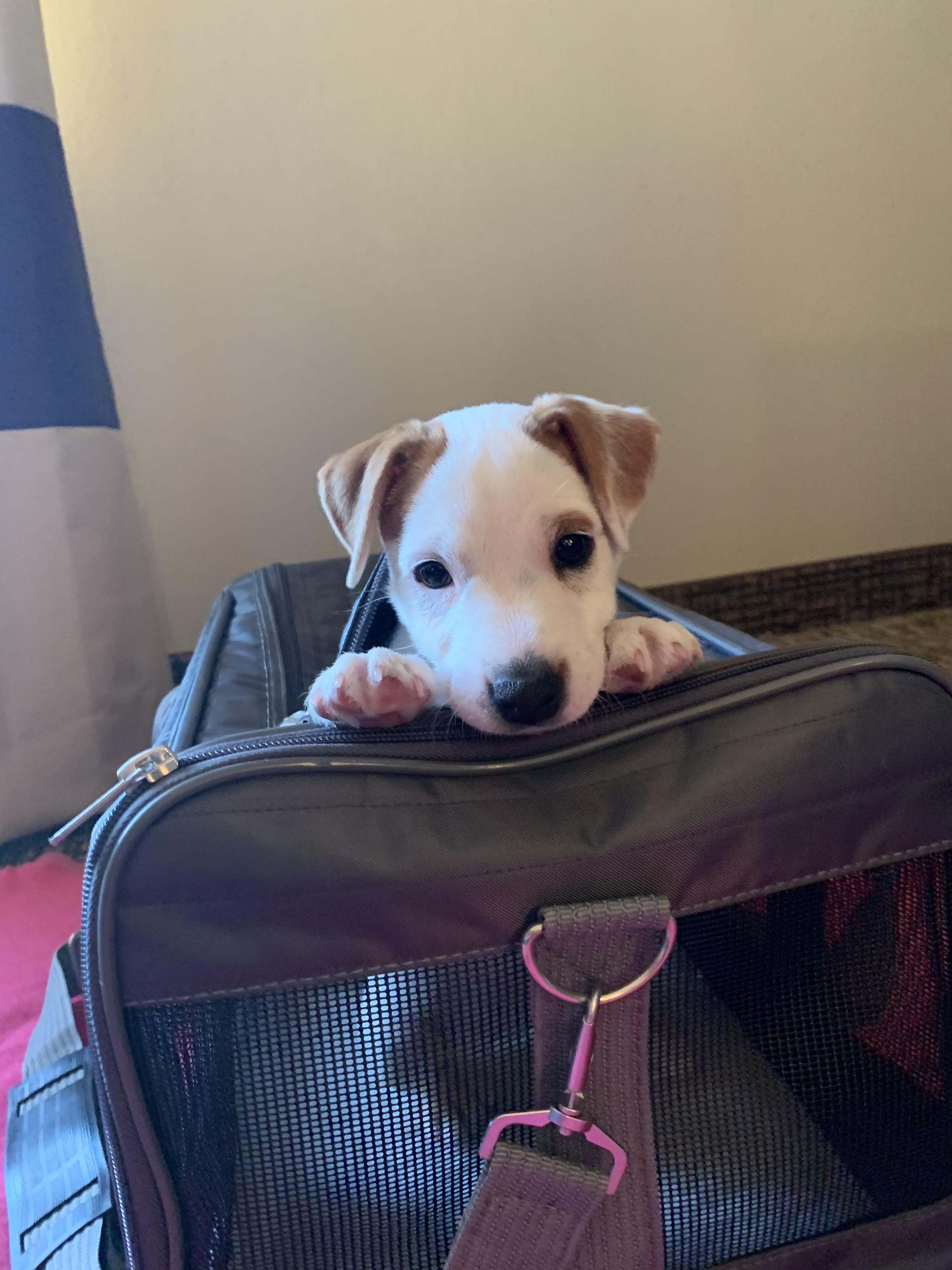 How Do You Fly With A Puppy In The Cabin