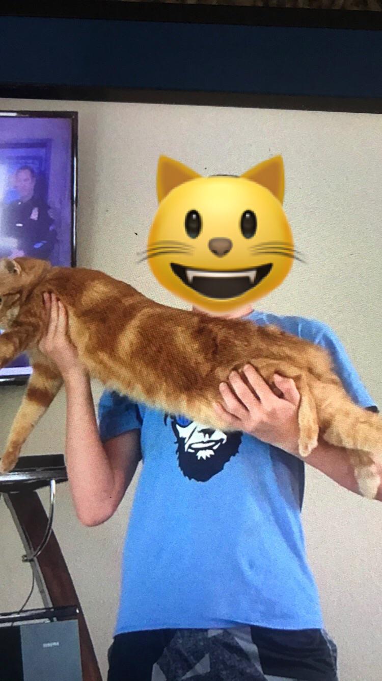 My 20 pound cat r/AbsoluteUnits