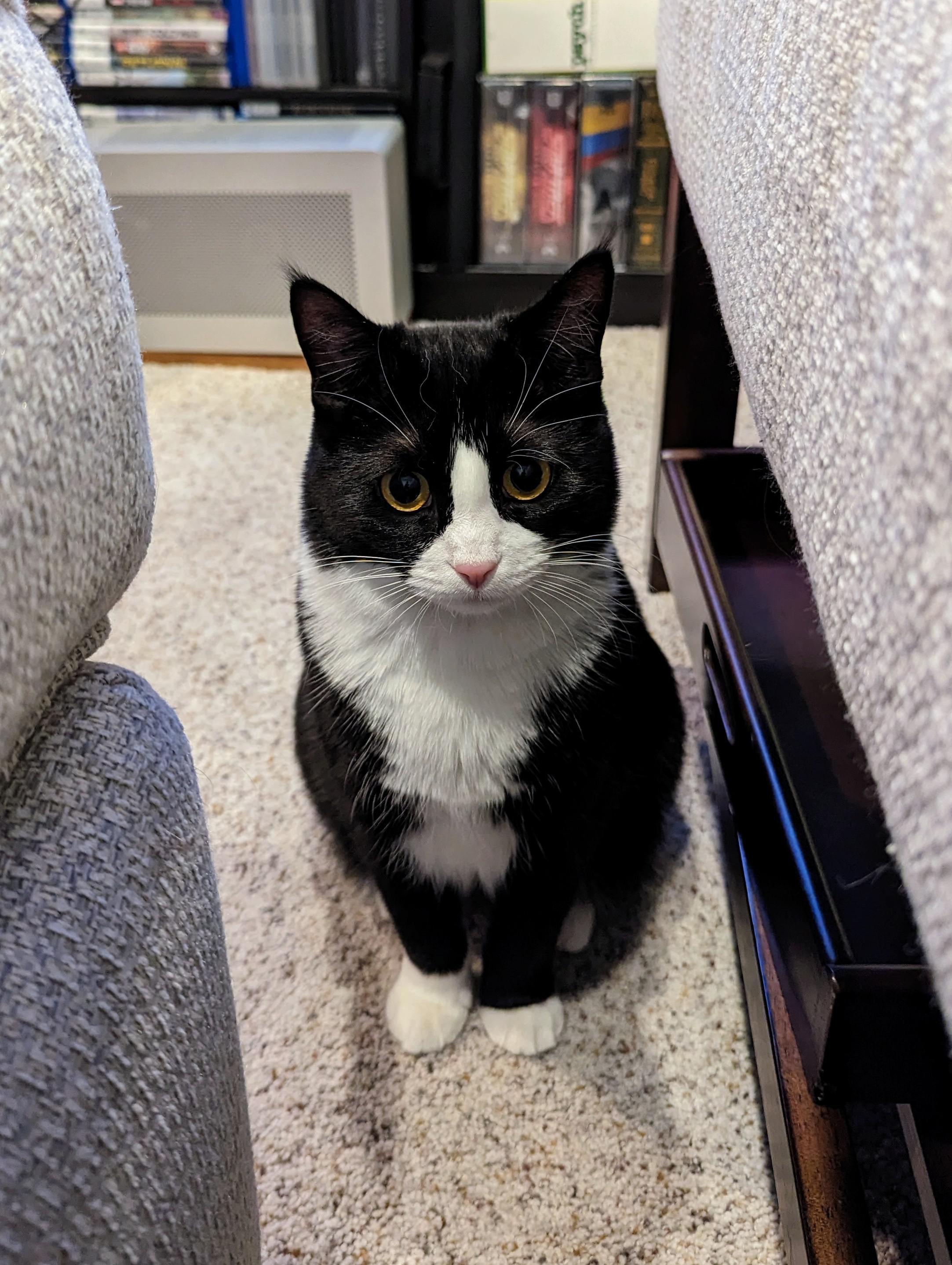 31 best u/sirstegosaurus images on Pholder The most beautiful cat I