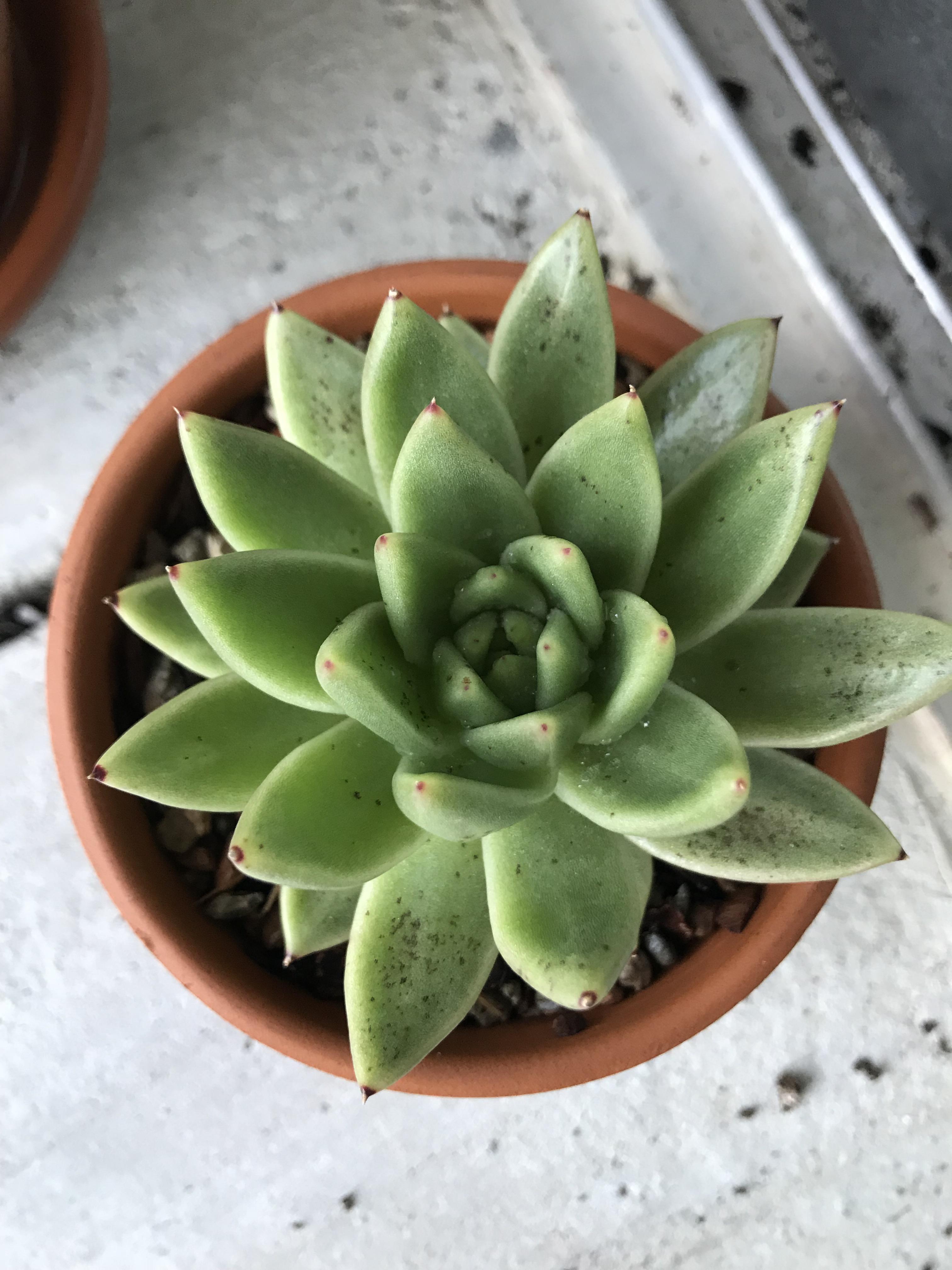 My succulent started to have black spots. I saw some spider web on it