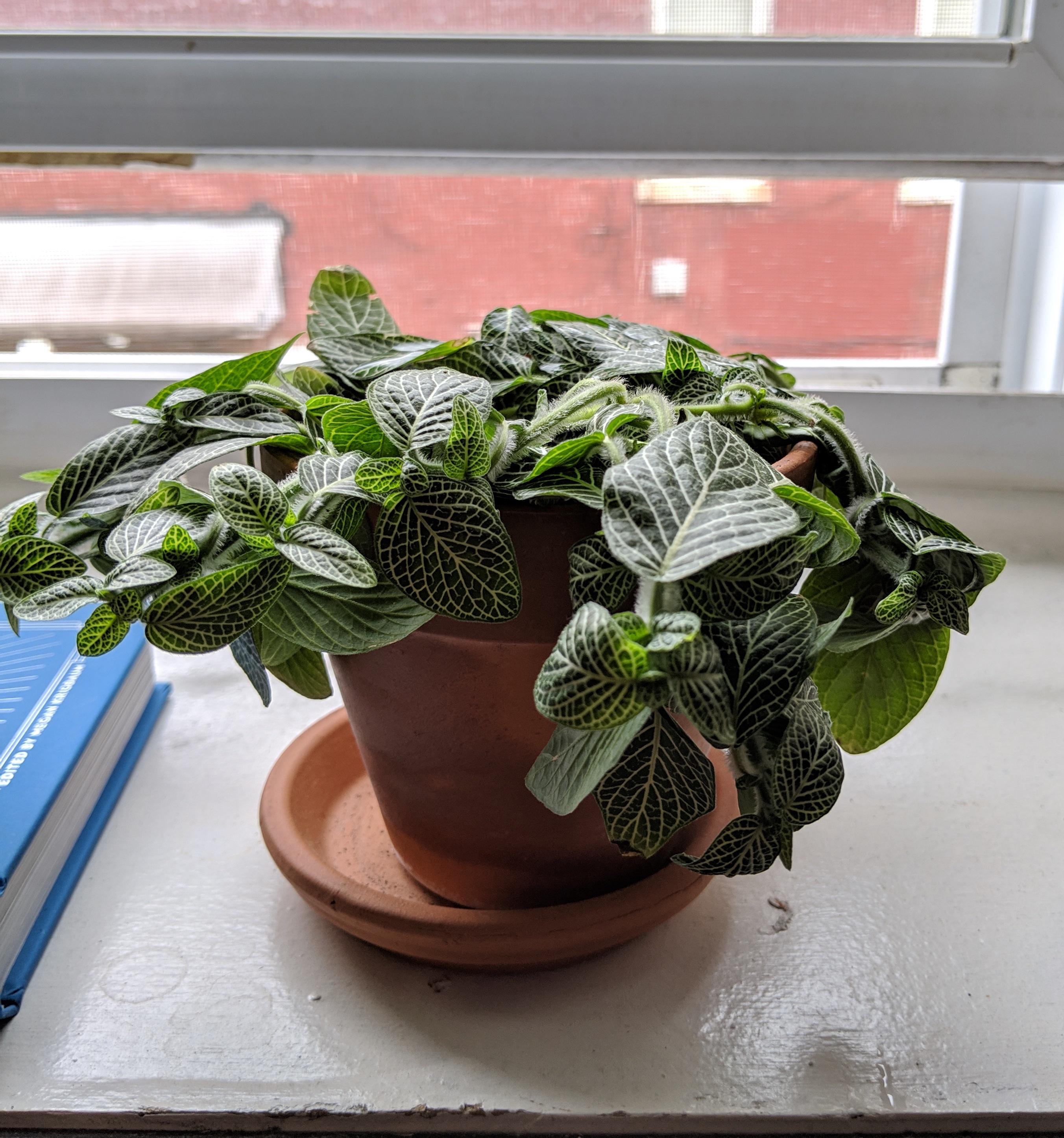 I water this nerve plant almost daily. Sounds like a lot