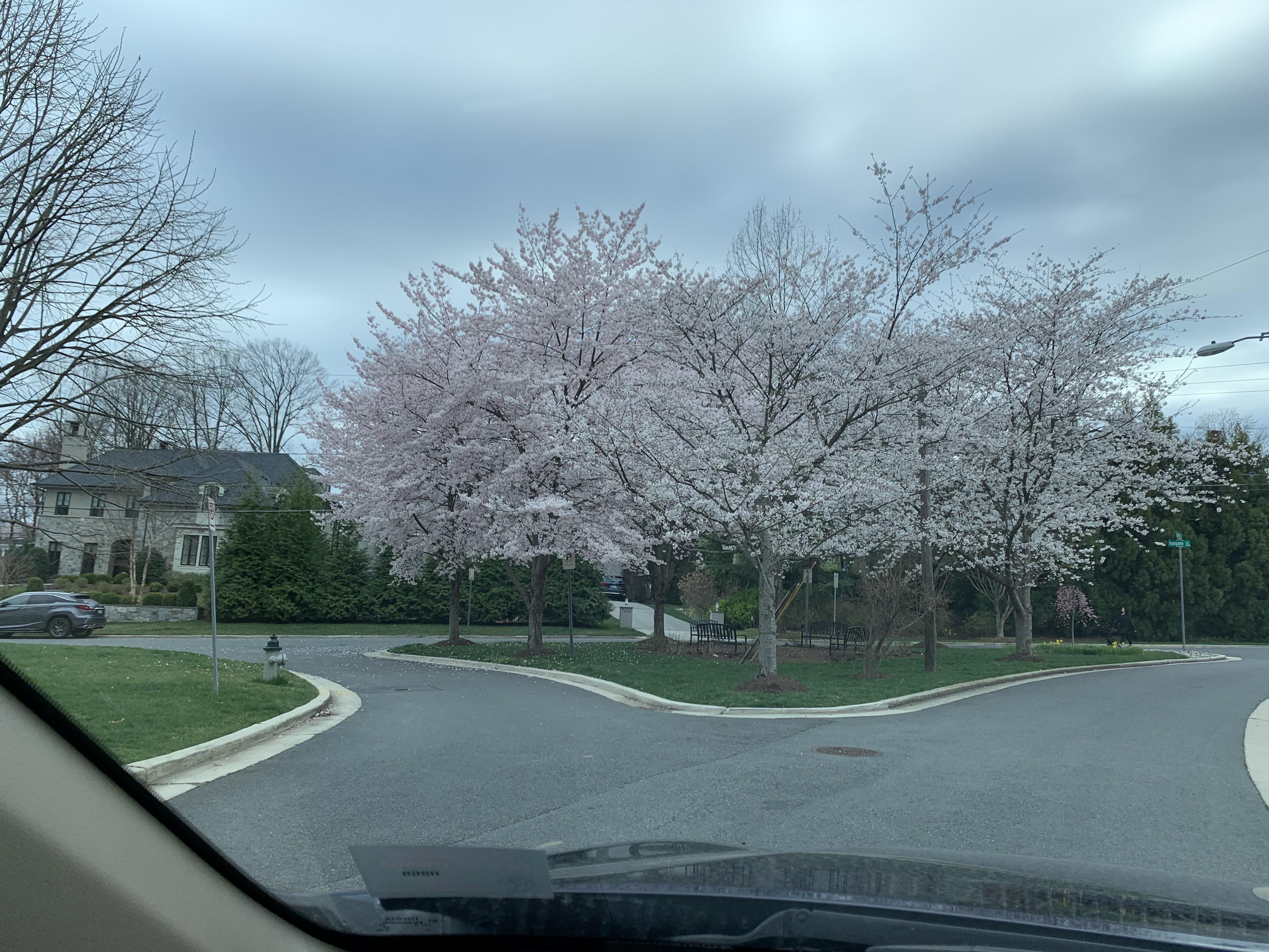 Flowers in Chevy Chase the other day r/maryland