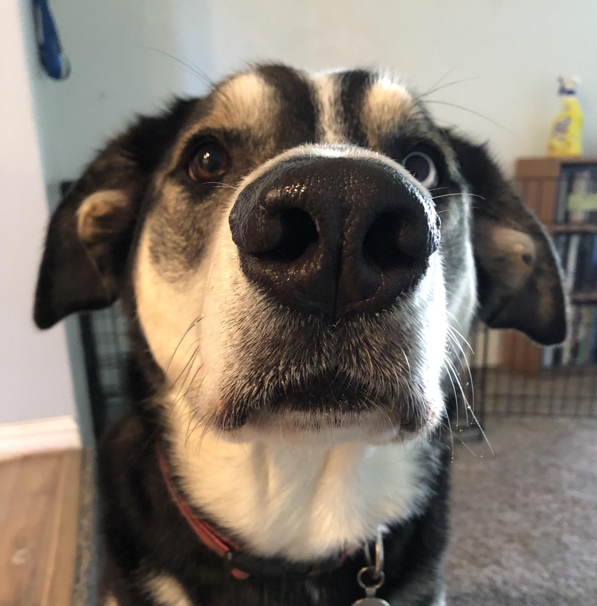 My goofy dog r/redditgetsdrawn