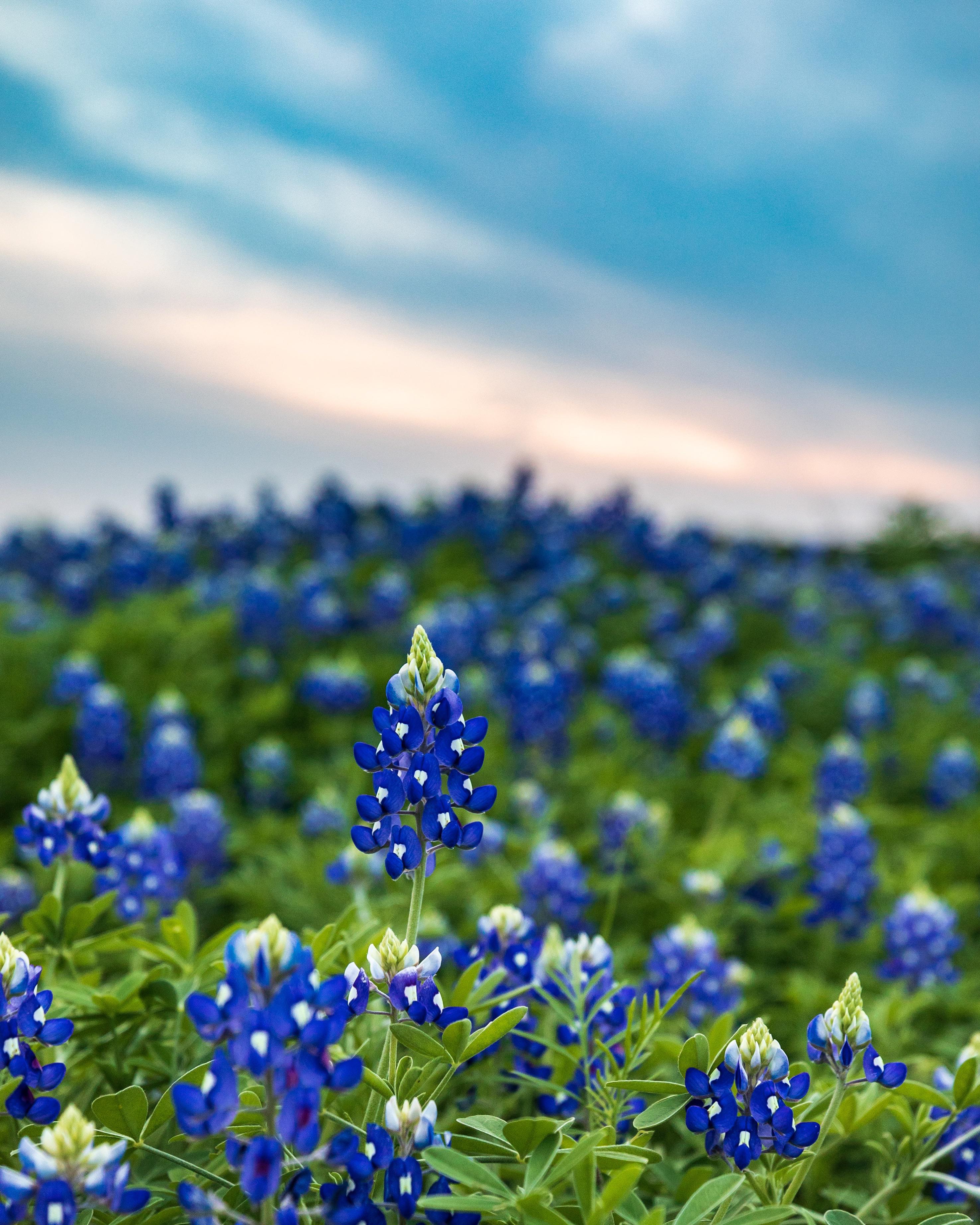 Sunset over a field of in Austin Texas [OC] [4083x6123