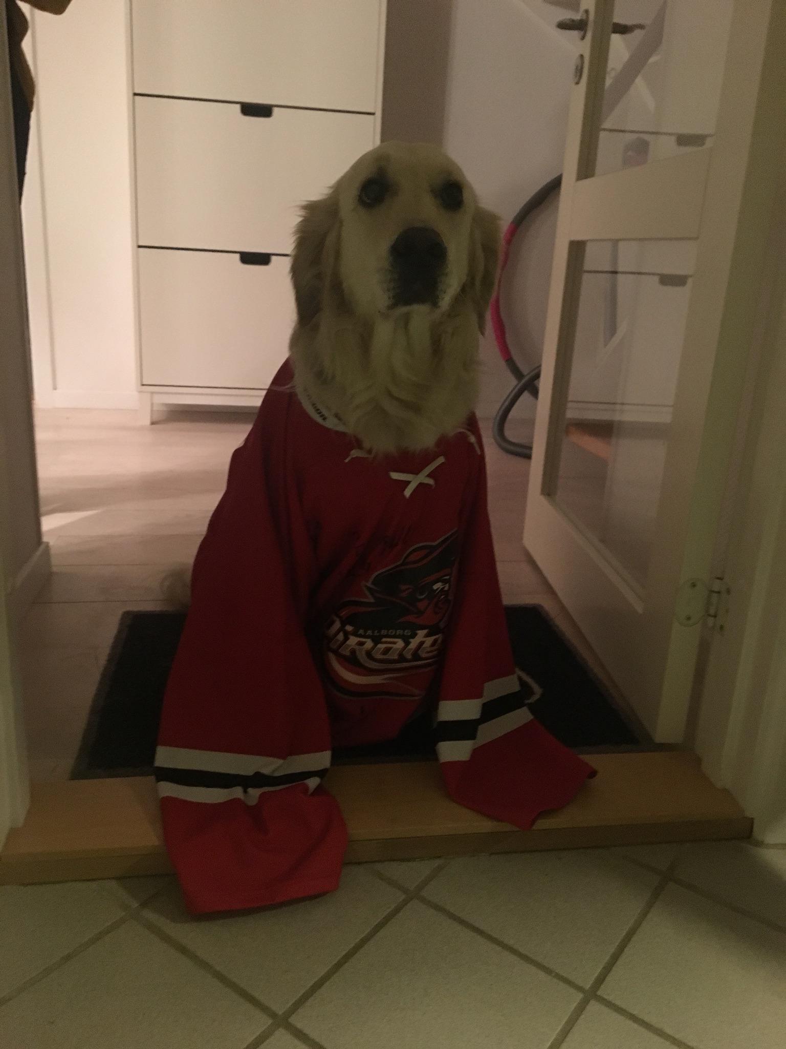 Still posting dogs in jerseys? Might be a size too big... hockeyjerseys