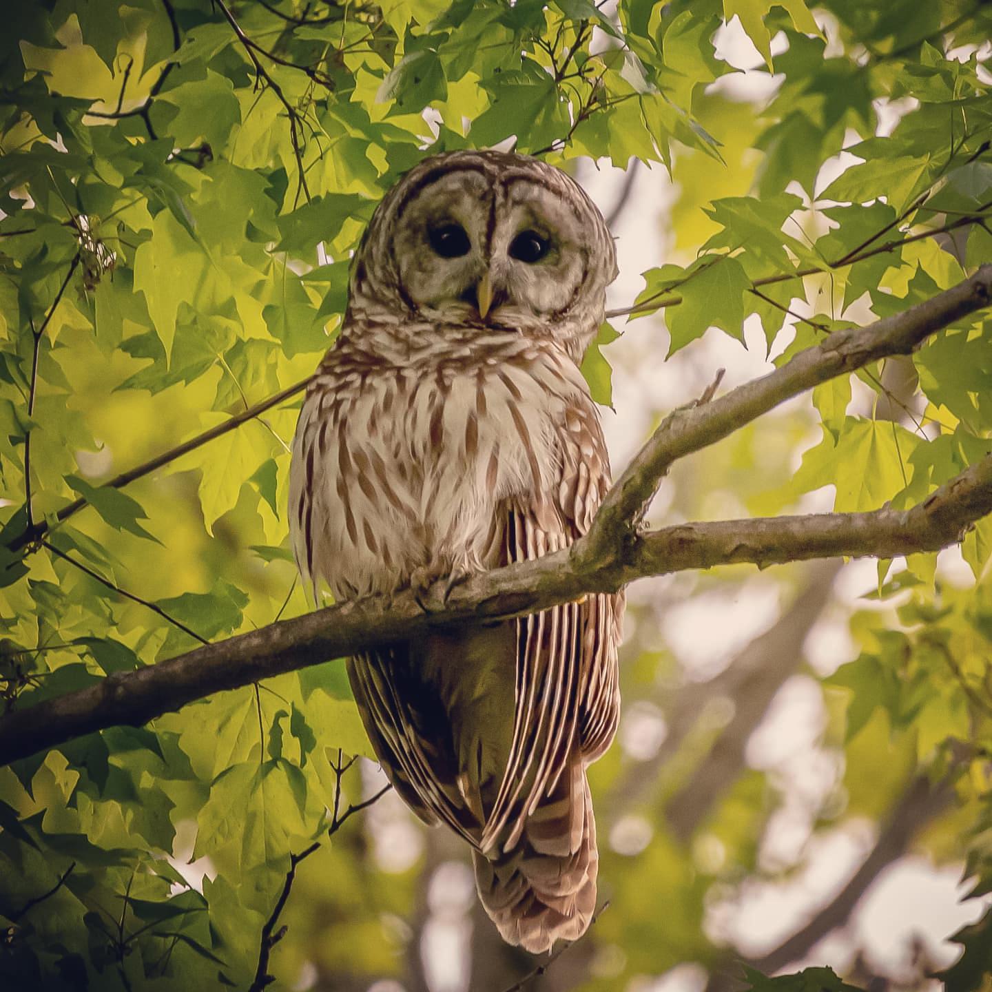 My first ever photograph of a Barred Owl. Taken May 8, 2021 in the