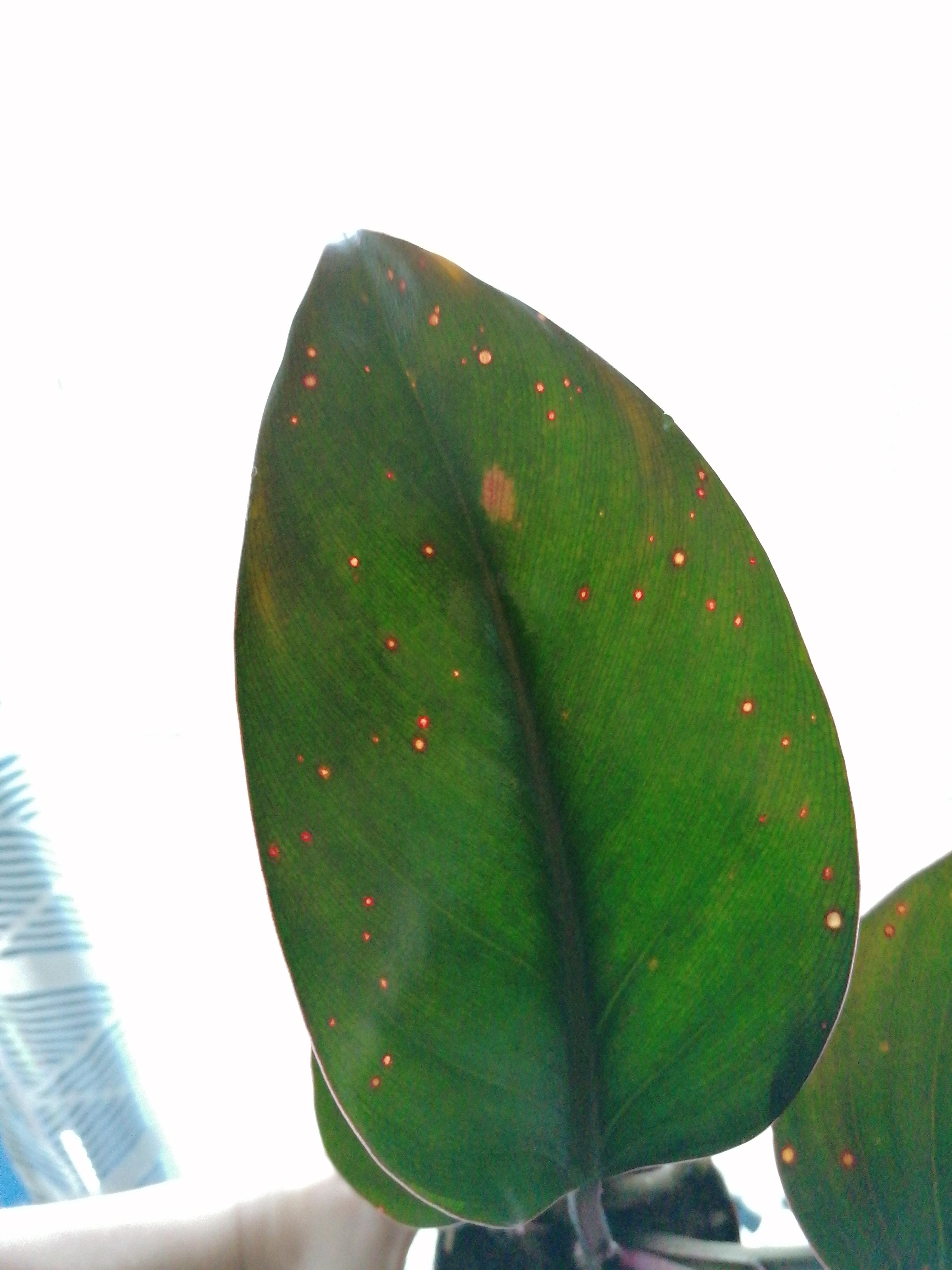 Dry, brown spots on my Philodendron Rojo Congo started having these dry
