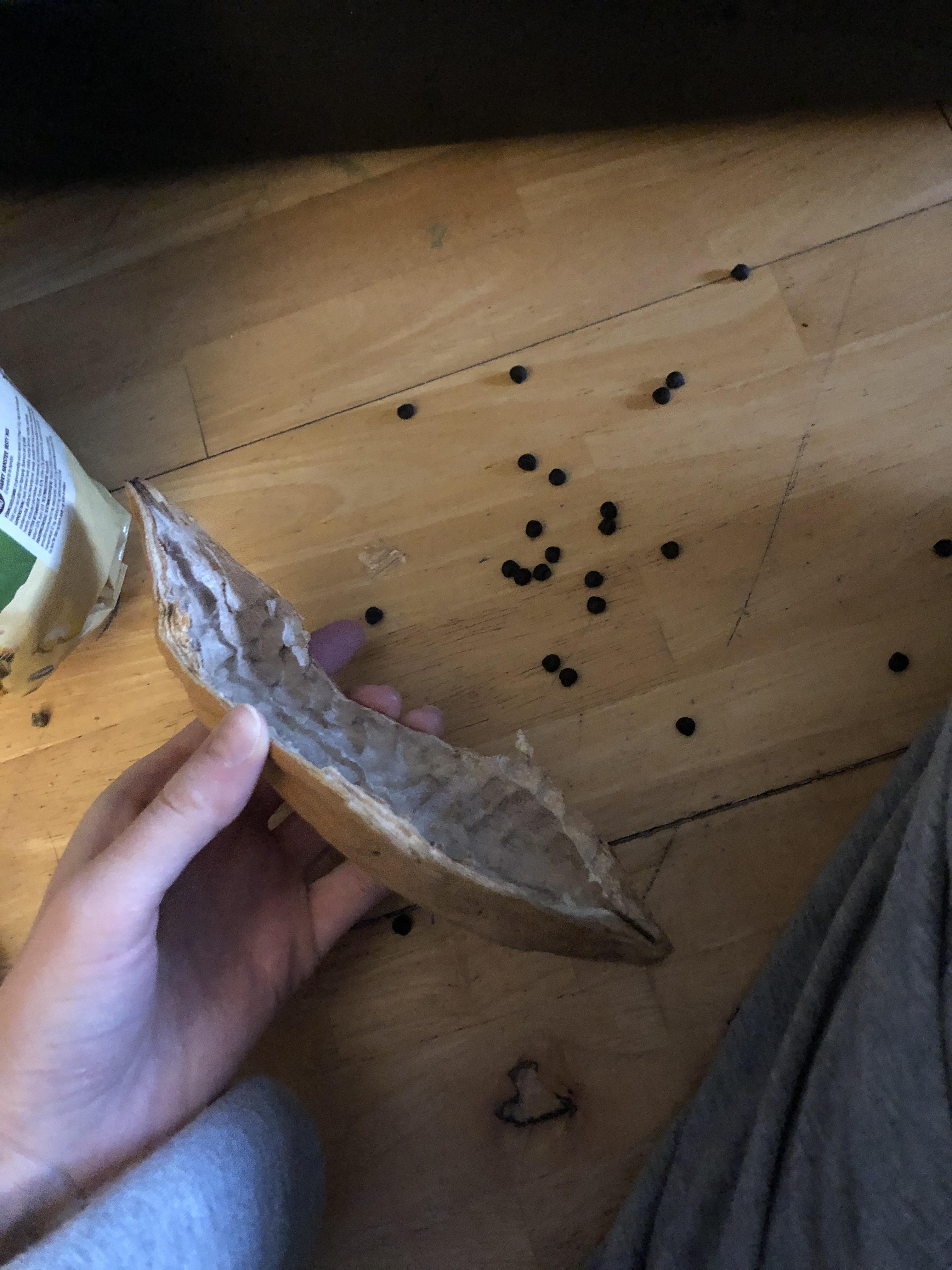 Can he have an empty kapok nut and it’s seeds? I’ve taken all the fluff