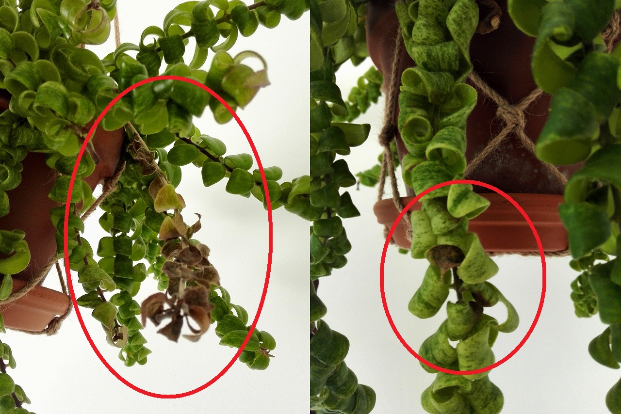 Brown leaves on lipstick plant? r/succulents