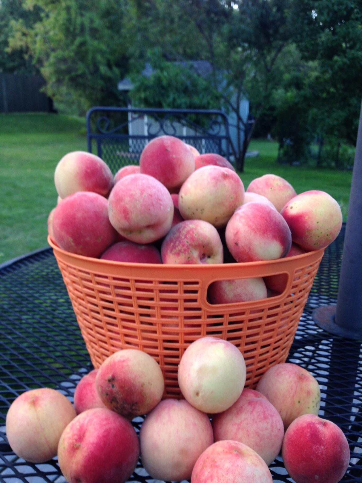 Last year was one of our best harvests of White Peaches. Some years we
