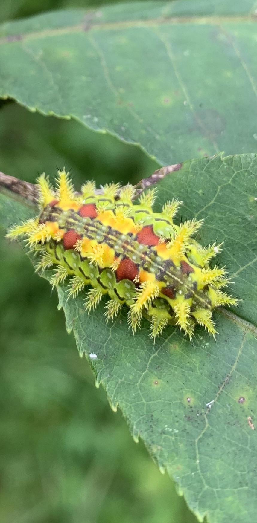 Spiny Oak Slug Caterpillar. Very cool and very venomous. Found near