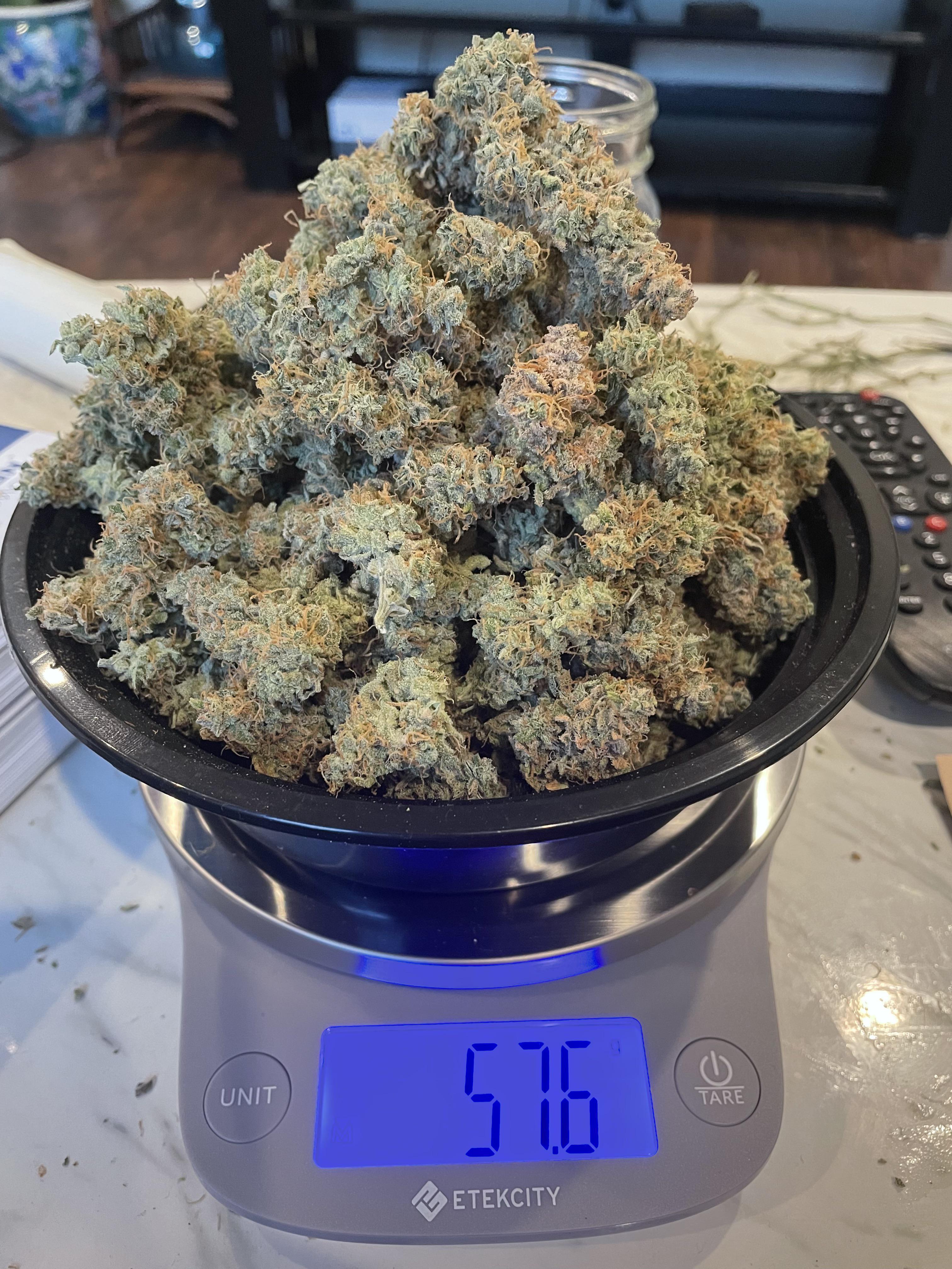 Organic grown Northern Lights SLCTrees