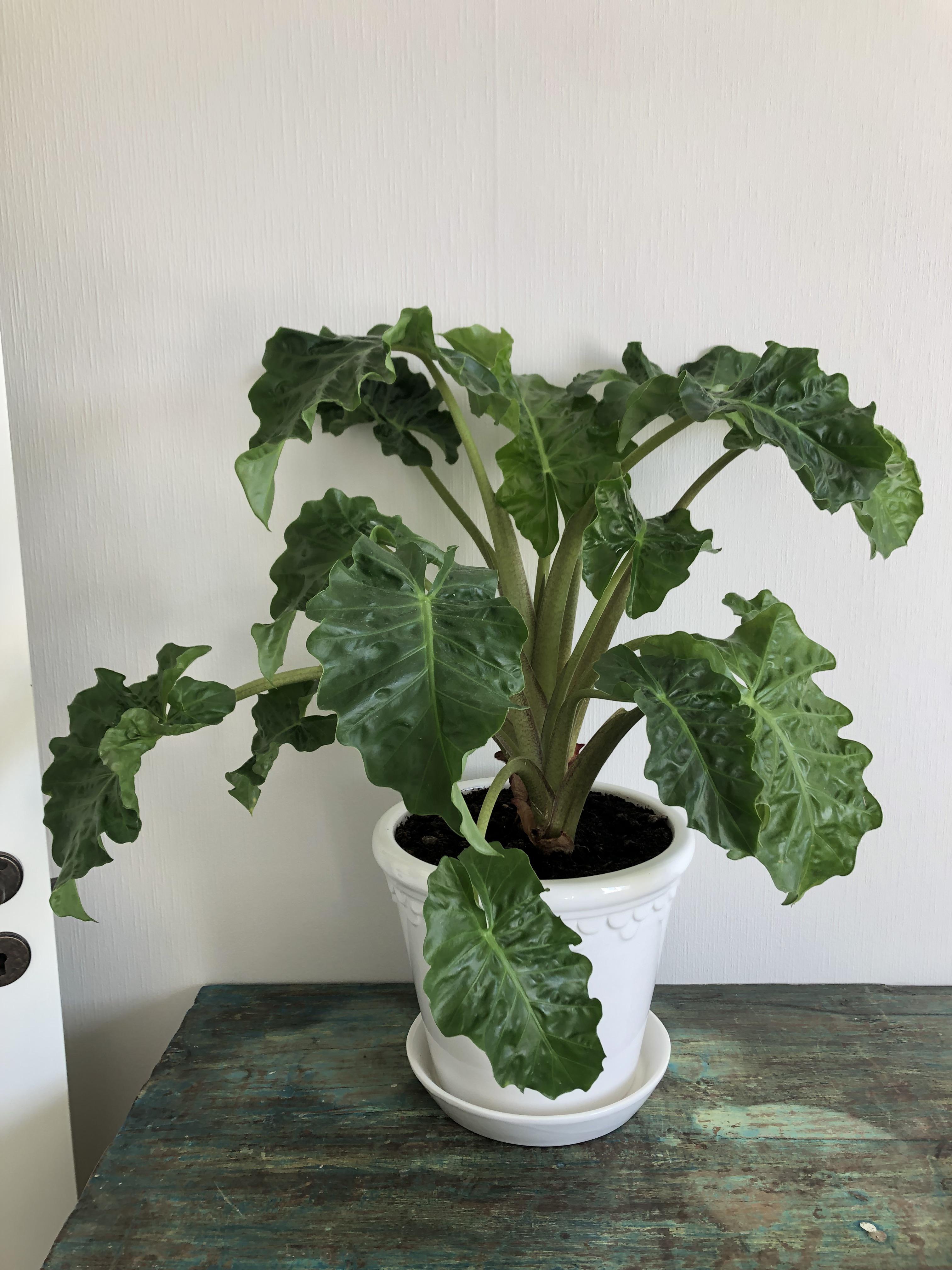 What is this plant called? r/PlantIdentification