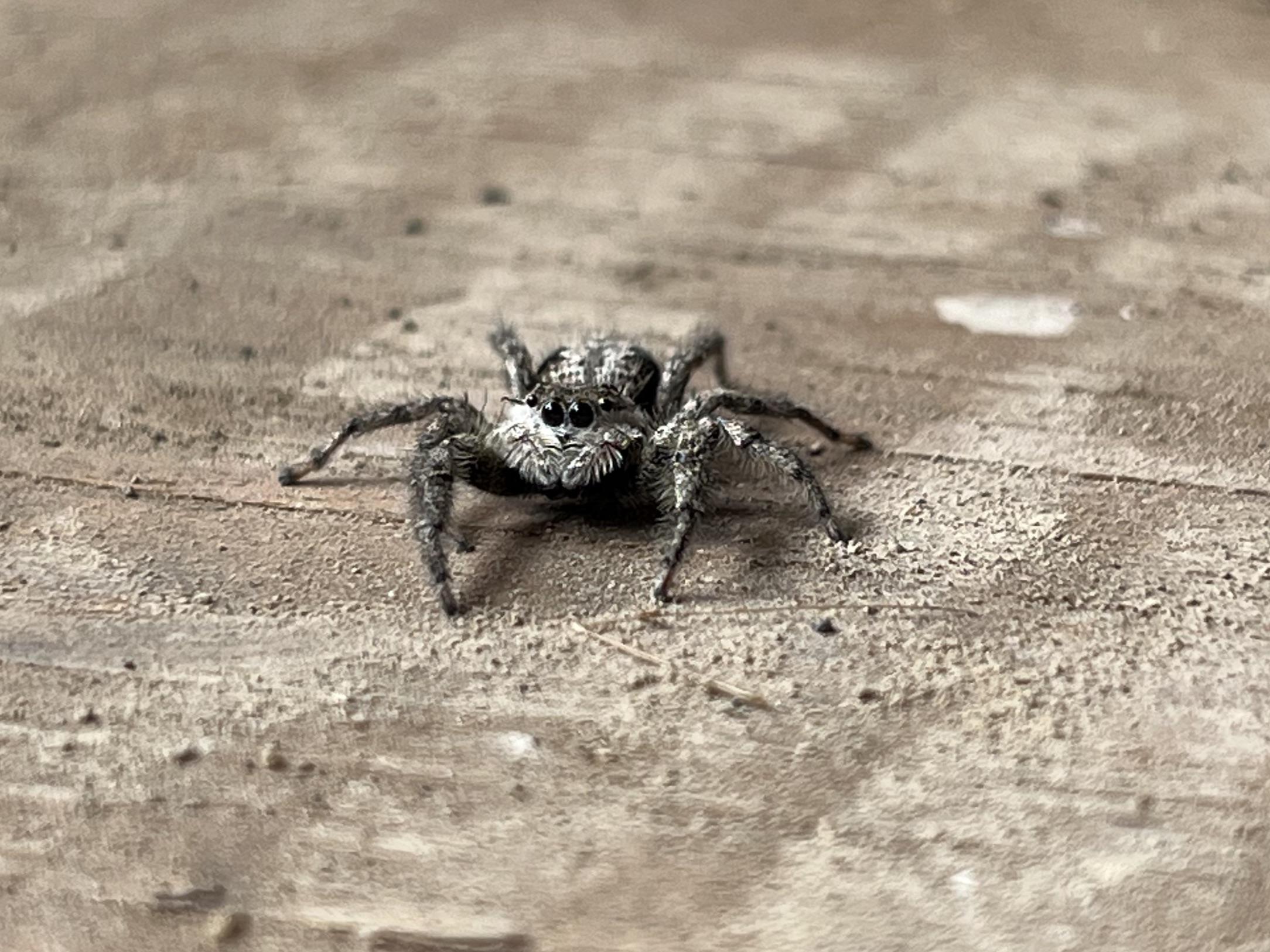 Cute jumping spider in Ontario, Canada. Had to scoop her out of my