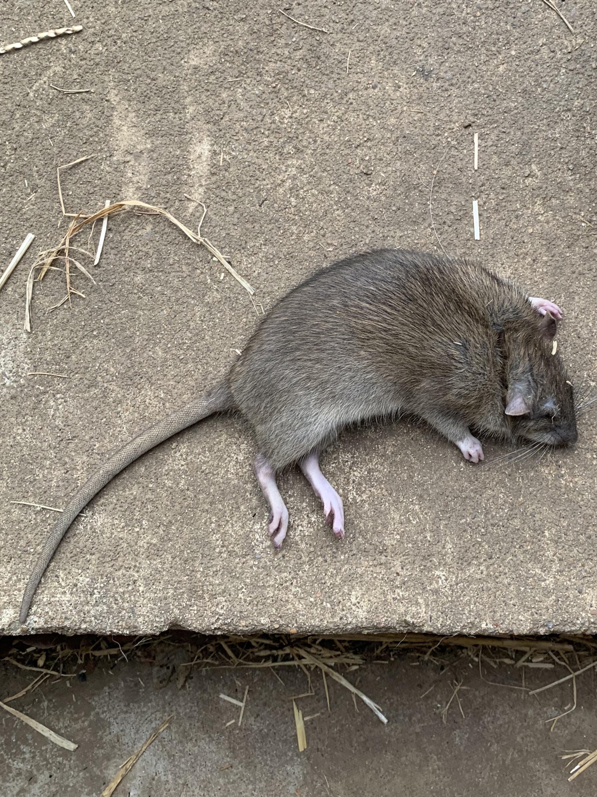 What kind of rat is this? I live is Tulsa, Oklahoma. r/whatisthisanimal