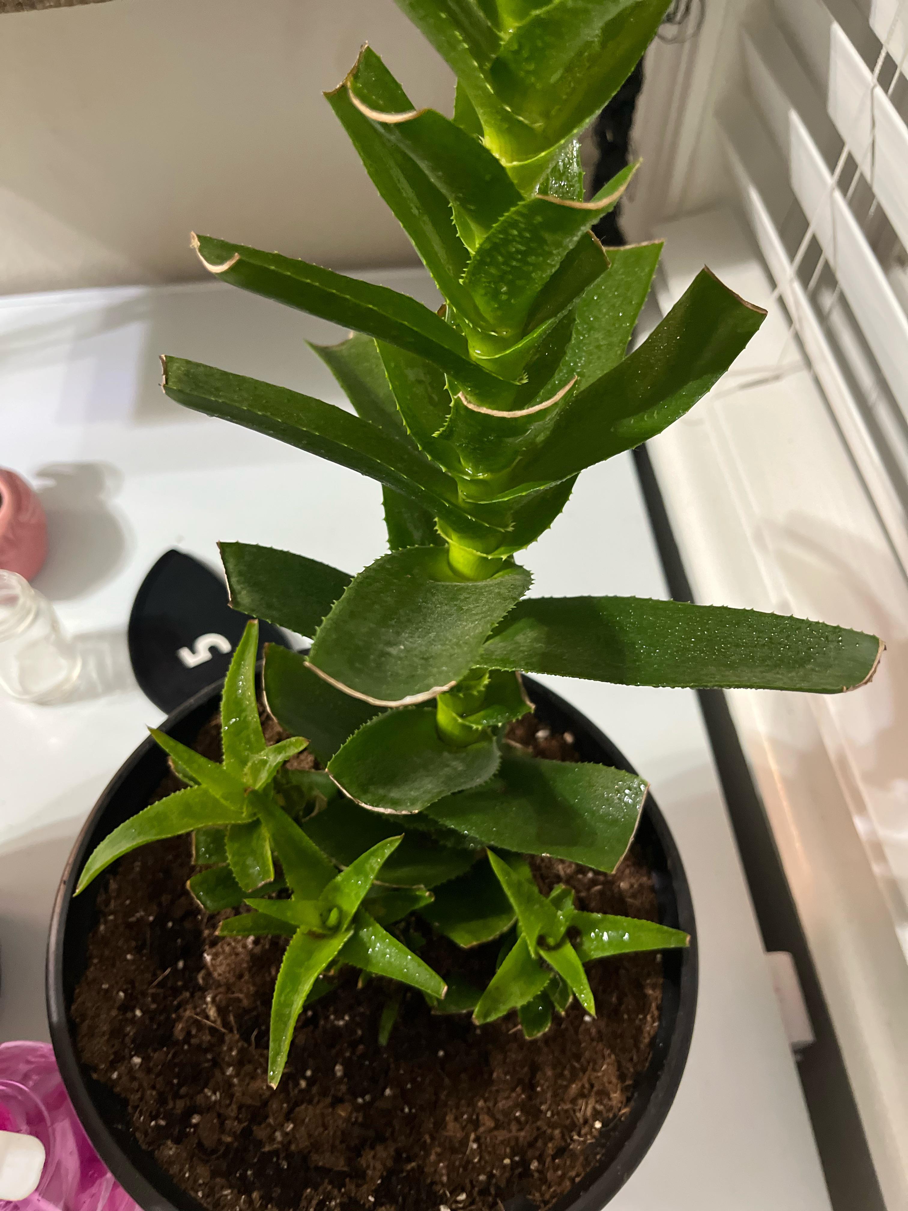 Aloe Vera r/plantclinic