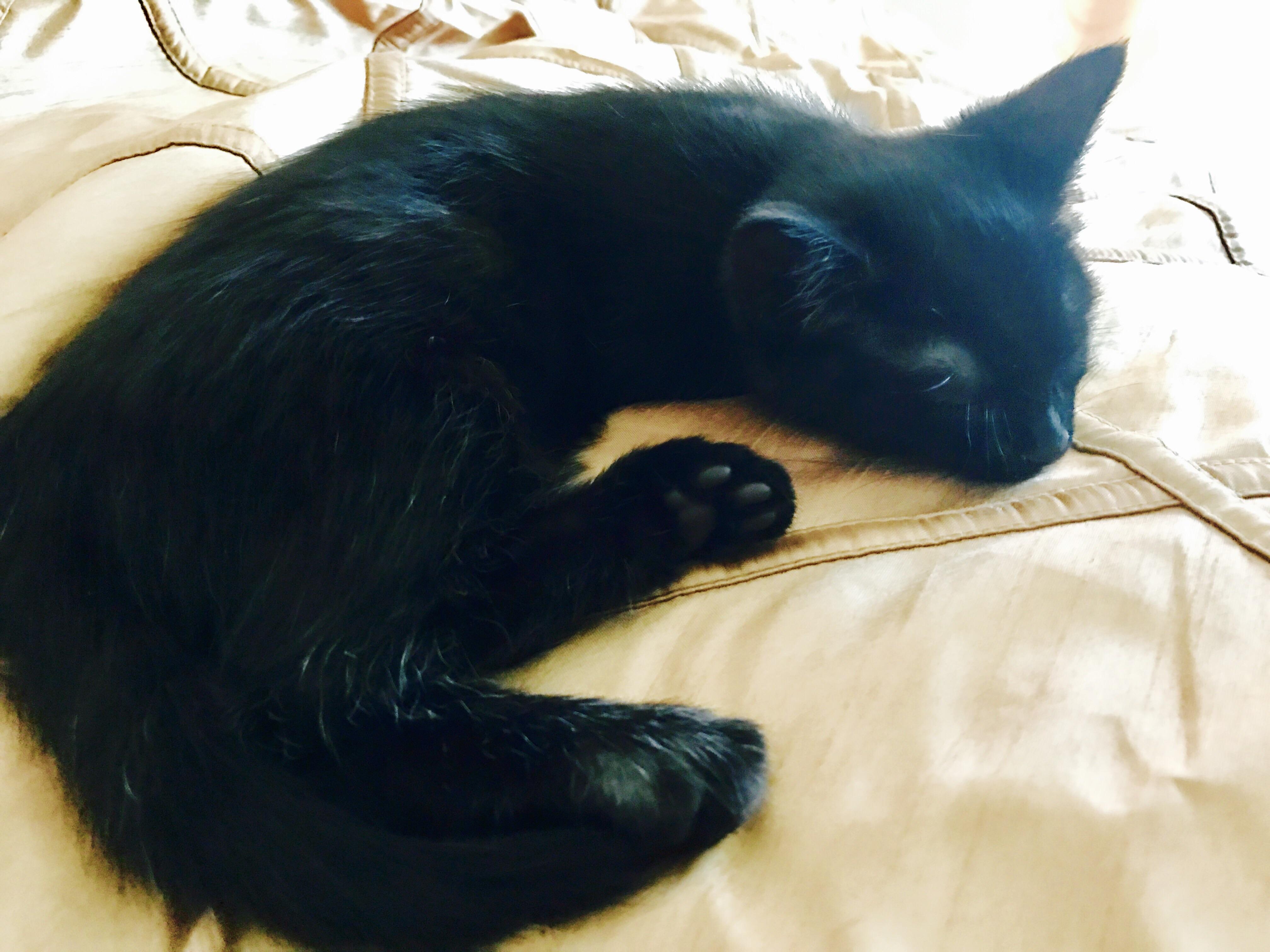 Fell asleep after watching a wild cats documentary r/kittens