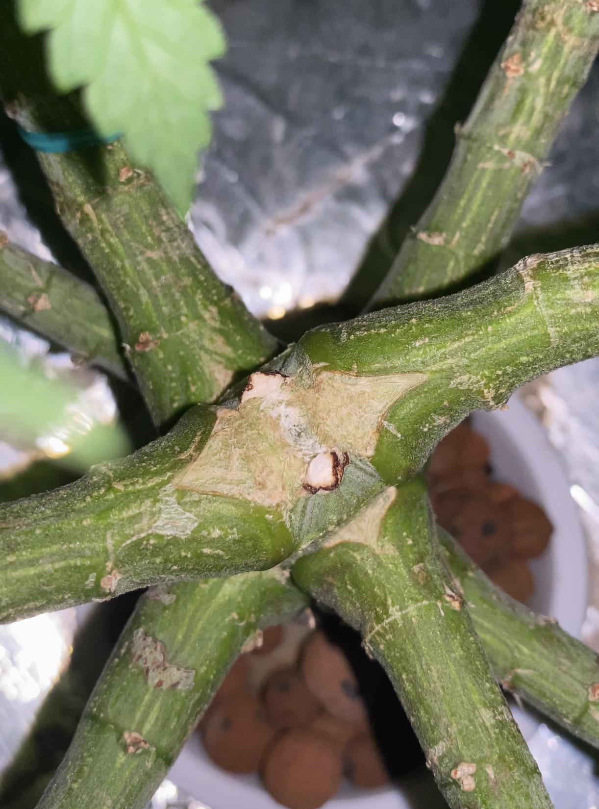 Why’s my plant splitting like this? r/GrowingMarijuana