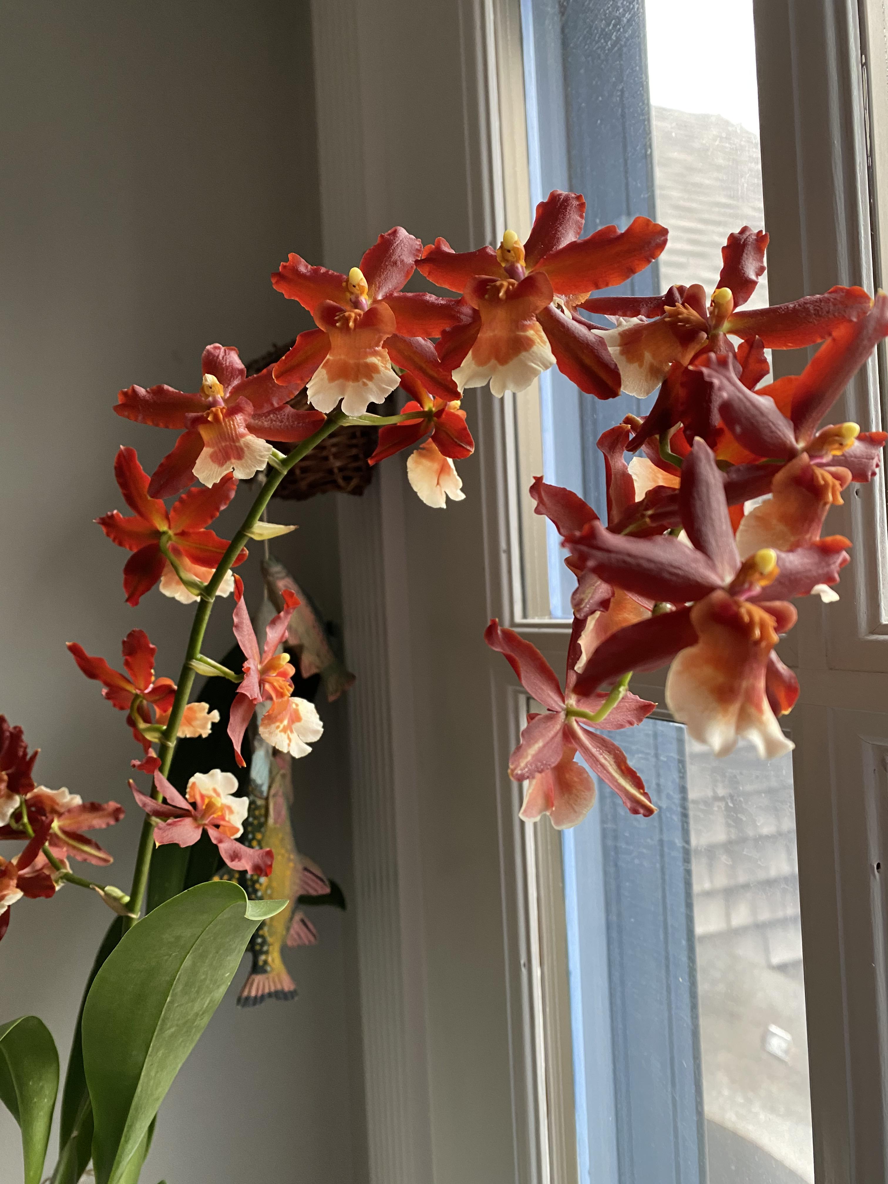 Firecracker orchid ( oncostele) lighting up my kitchen r/orchids