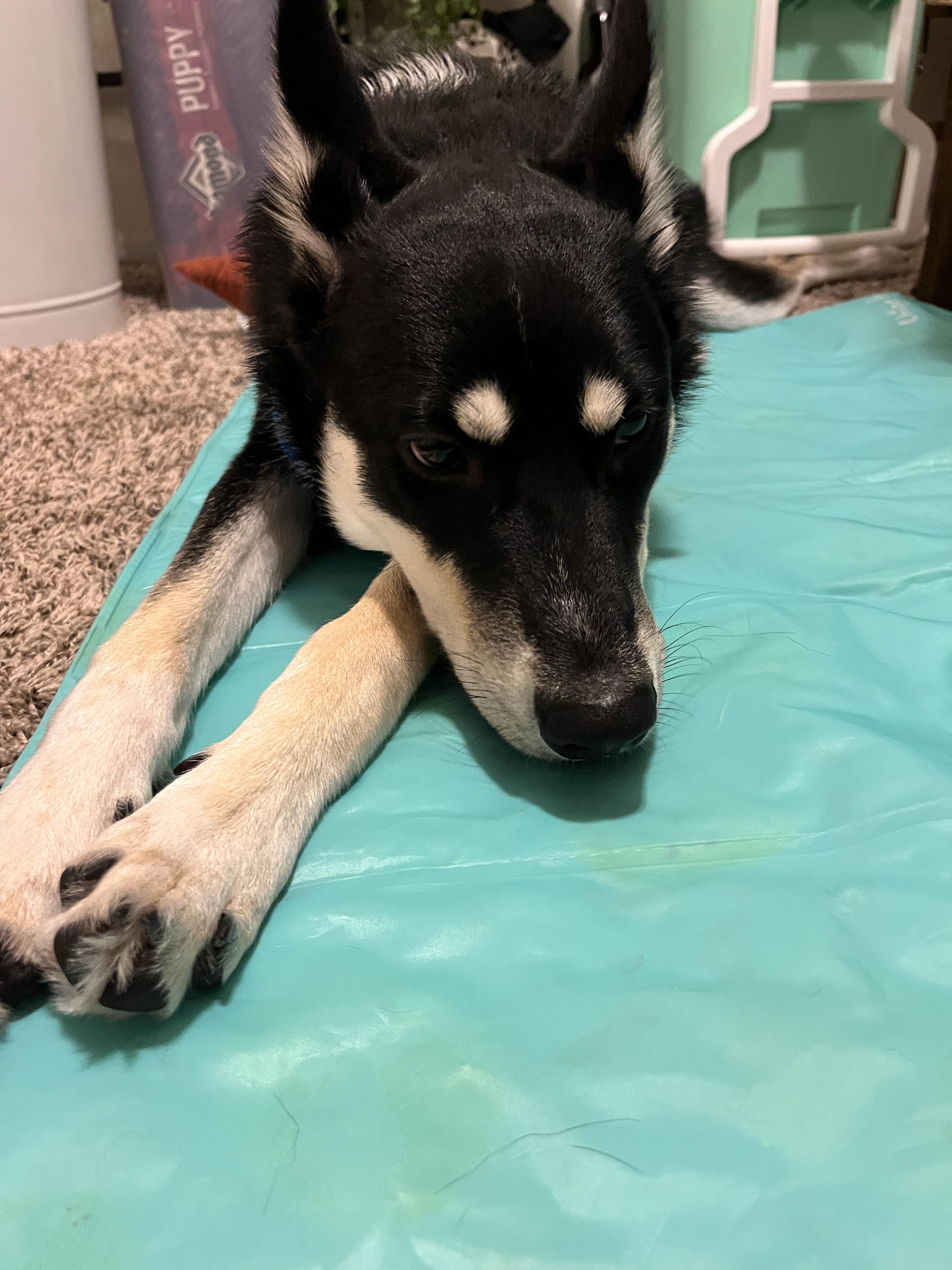 Husky pup loves his cooling mat! r/husky