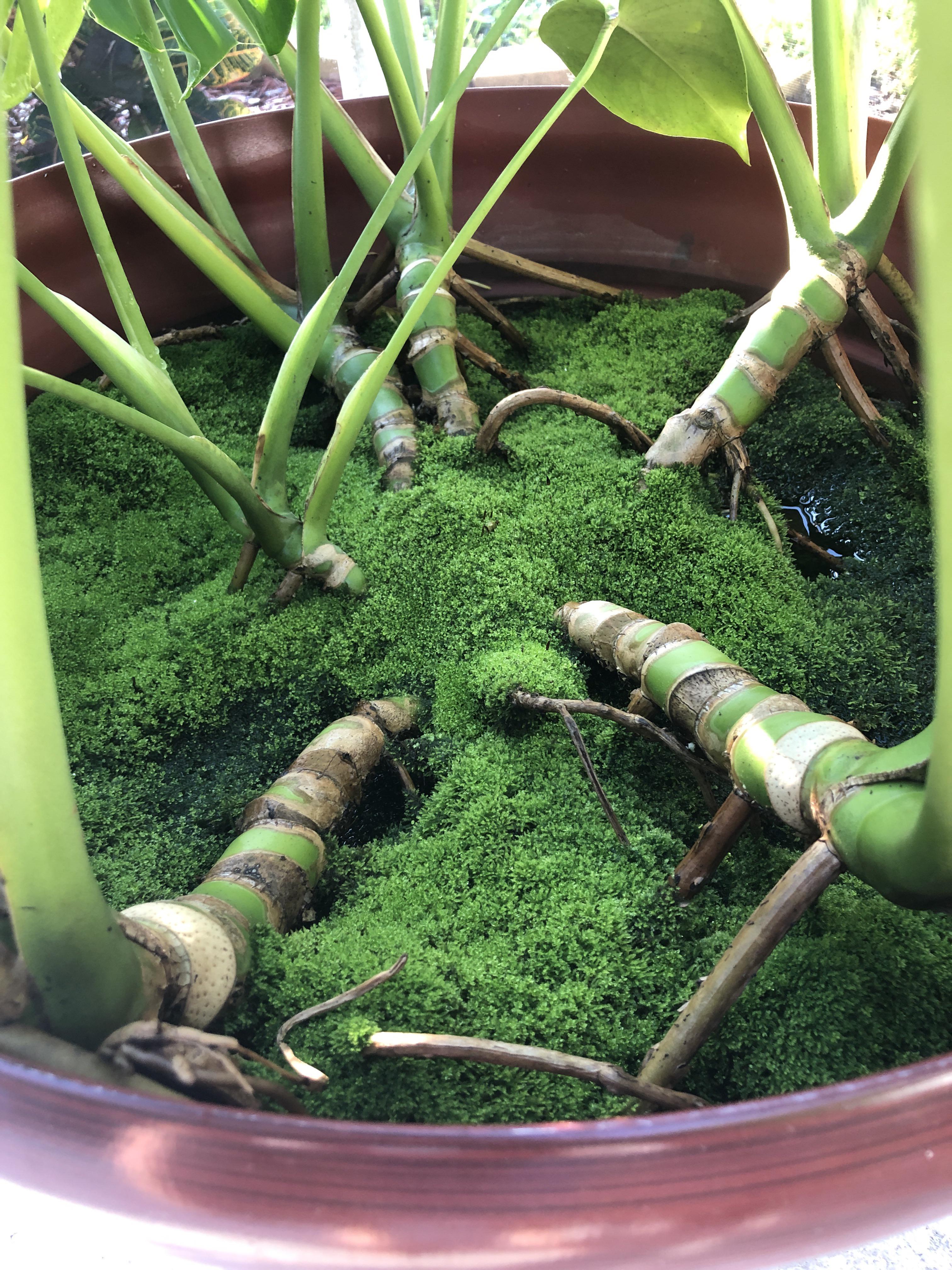 My monstera provides the perfect environment for a lovely moss bed r