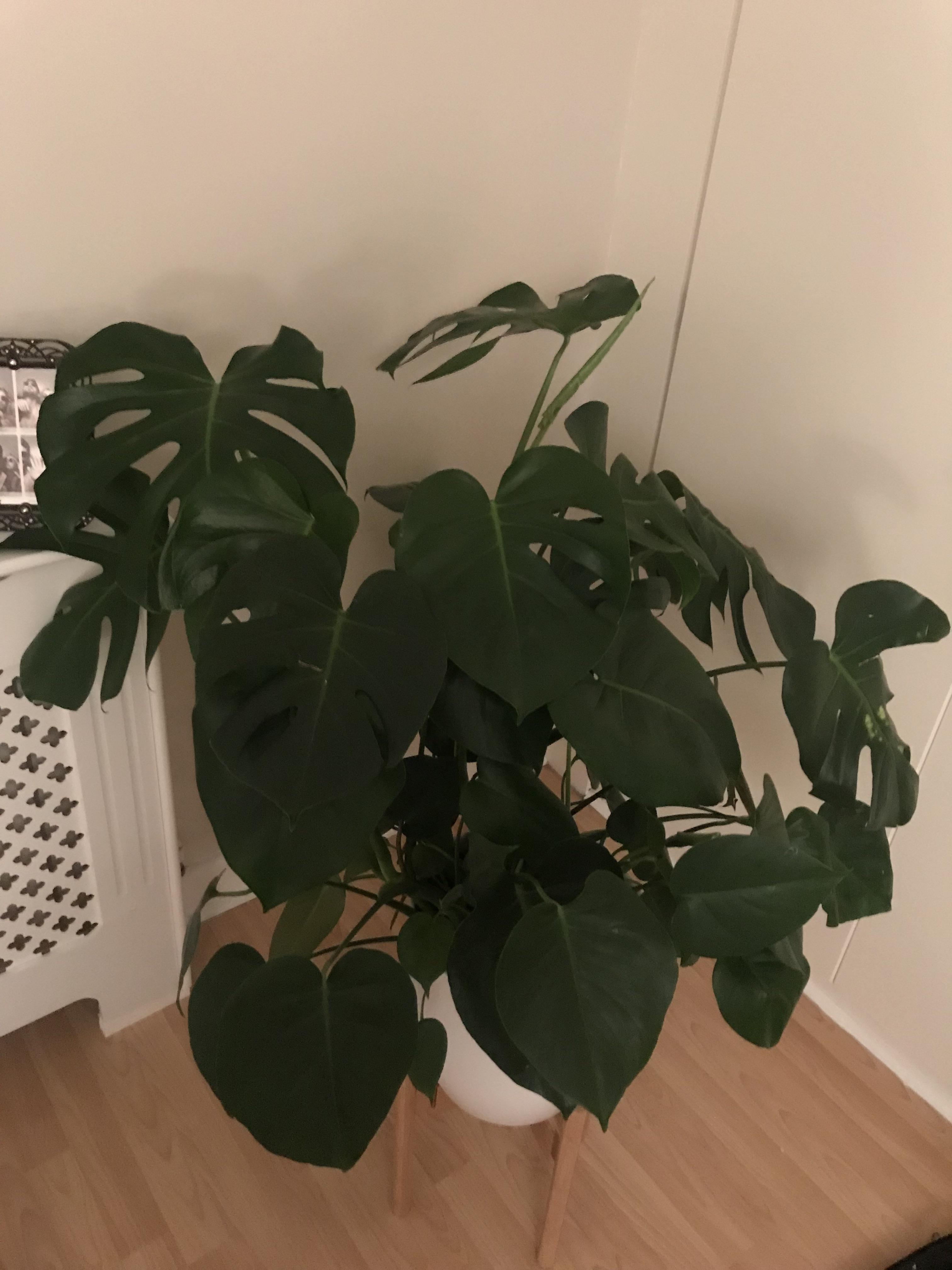 What’s the best way to tame my cheese plant? r/plants