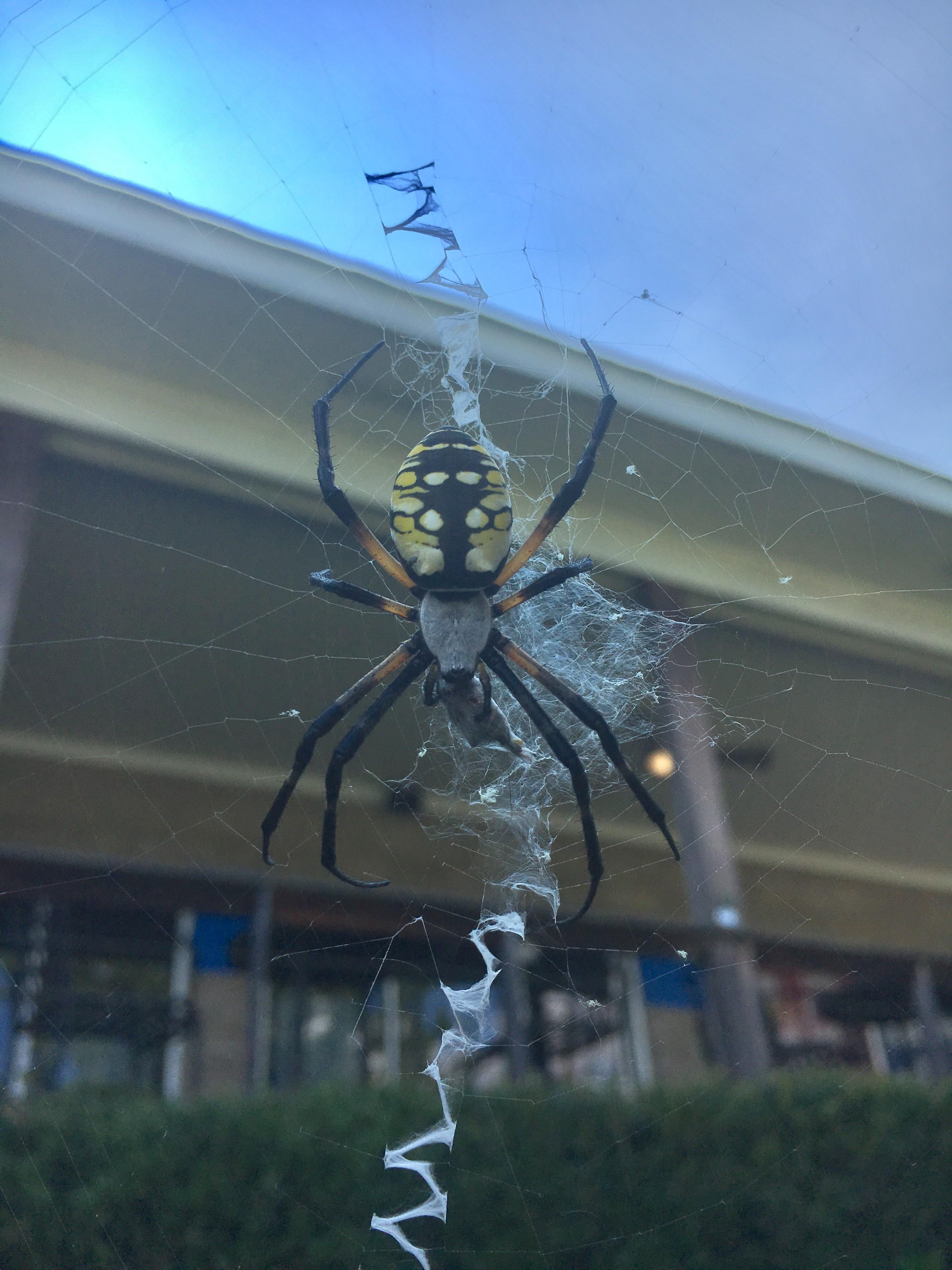 Banana spider rolling up the new catch r/natureismetal