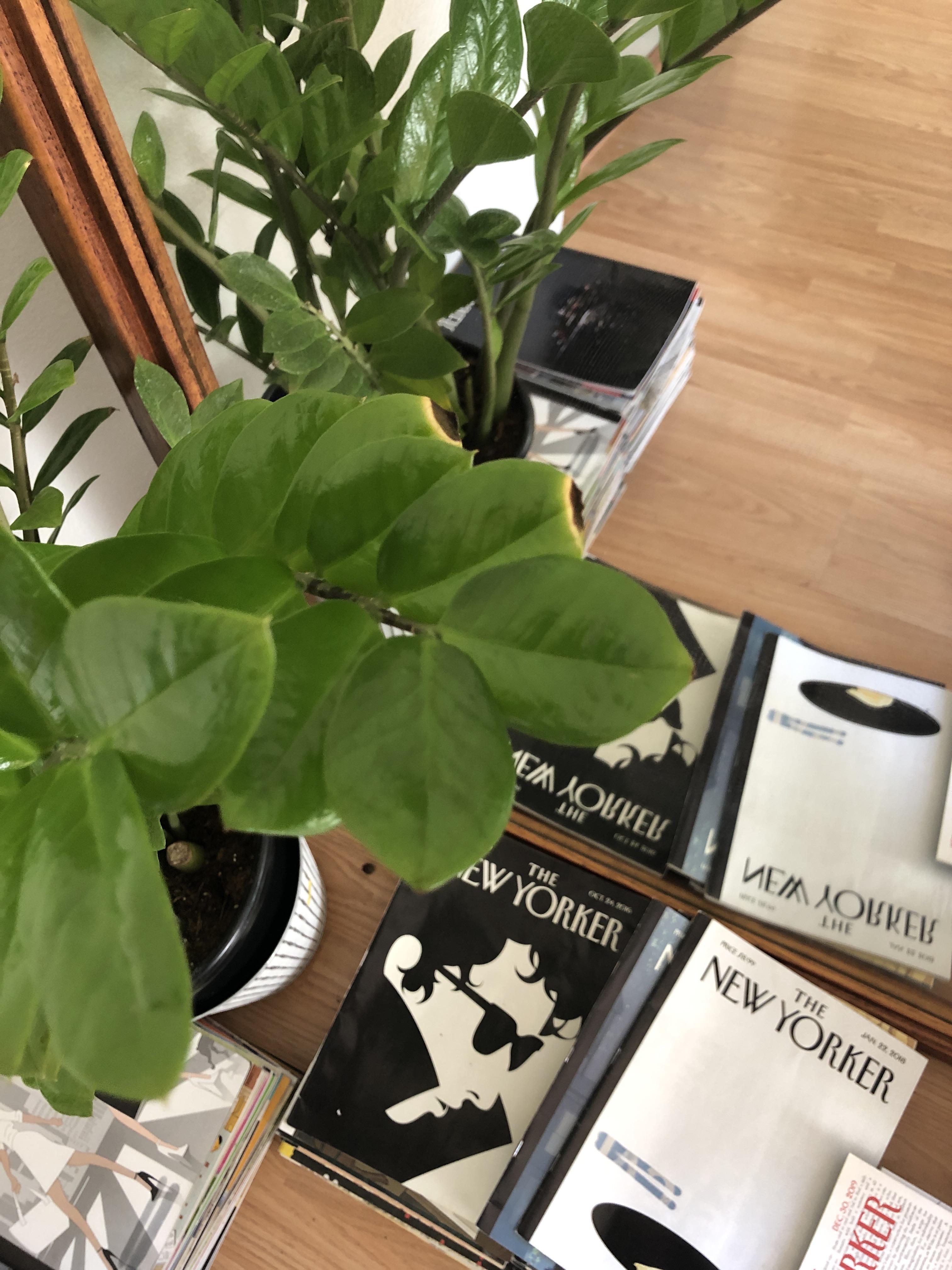 Zz plant leaf tips turning brown, help! r/plantclinic