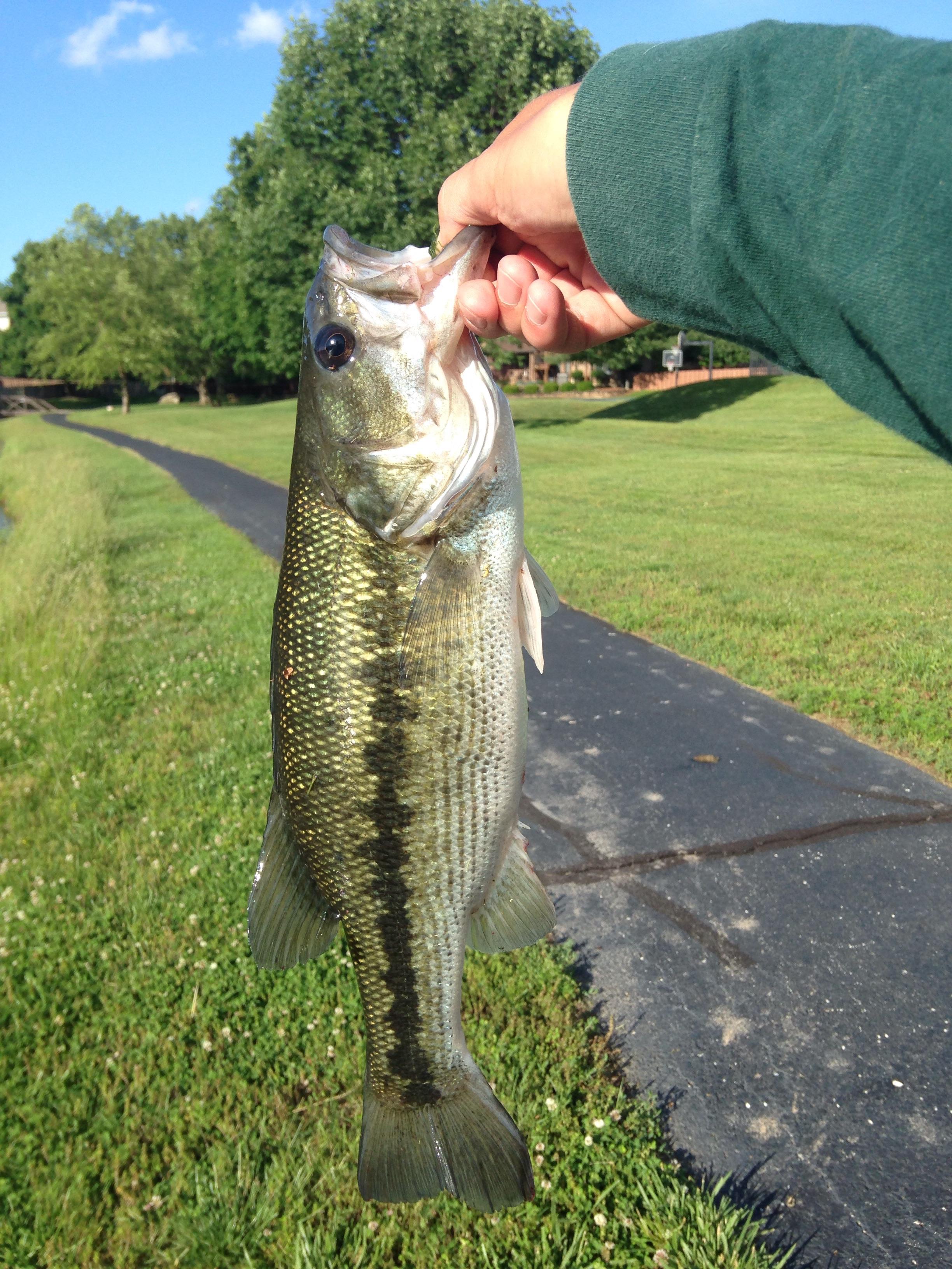 Is this a spotted bass or a largemouth? It seems that the mouth does