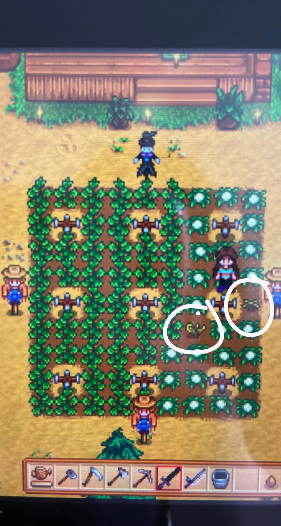 Dead plants even though they’ve been watered? r/StardewValley