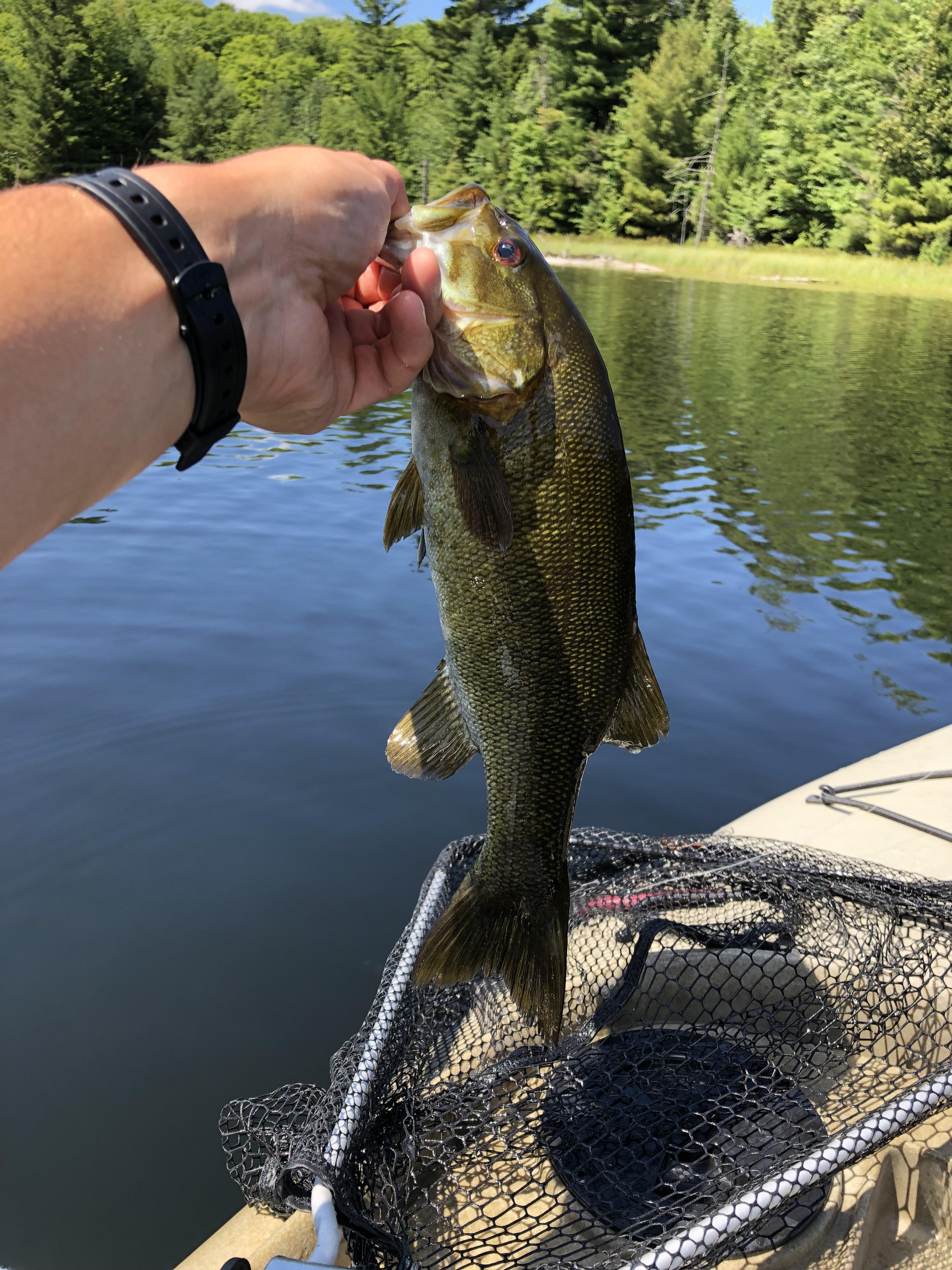 One of many smallmouth caught while kayak fishing in the Sylvania