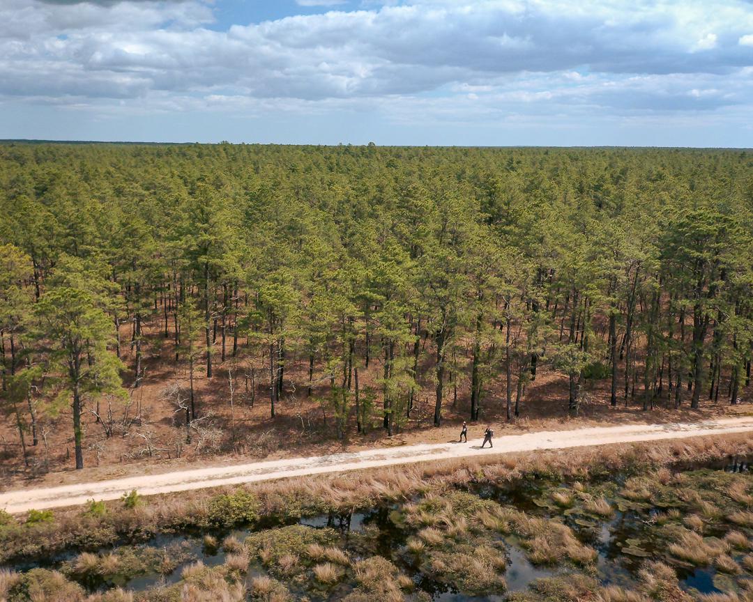 ITAP of the New Jersey Pines itookapicture