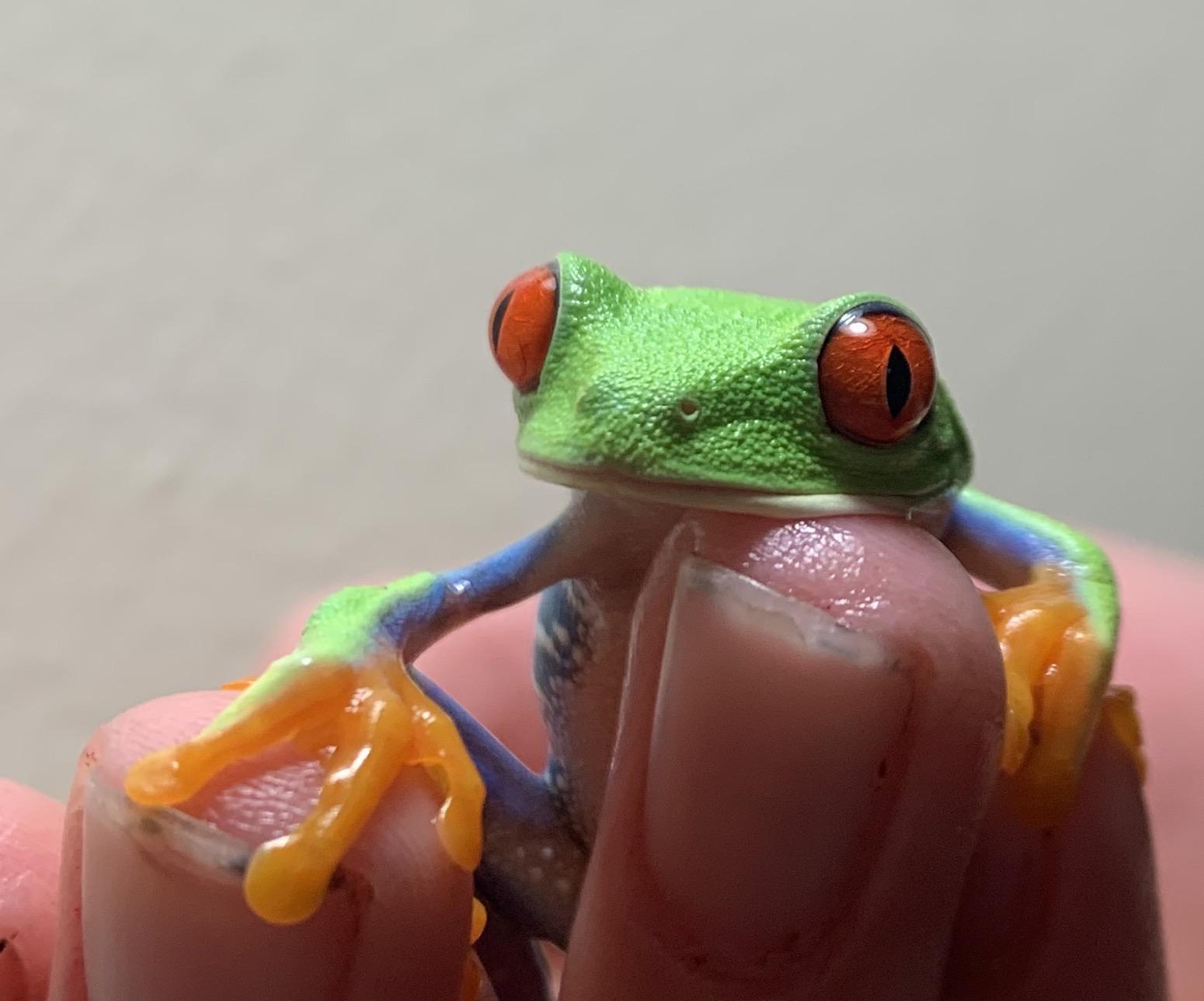 Happy Frog 🐸 r/frogs