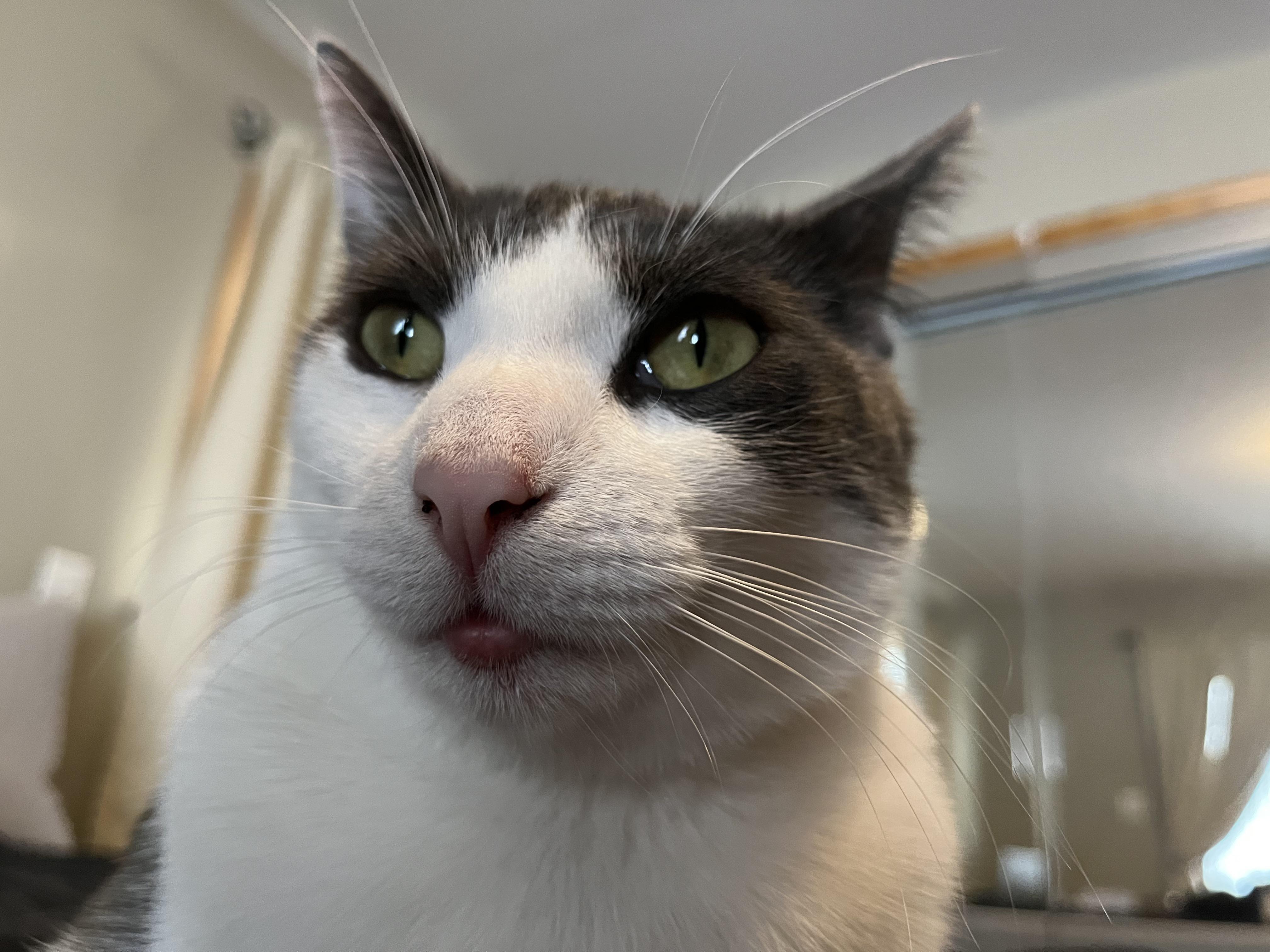 Ollie’s bottom lip became swollen yesterday. I’m fairly certain it’s a