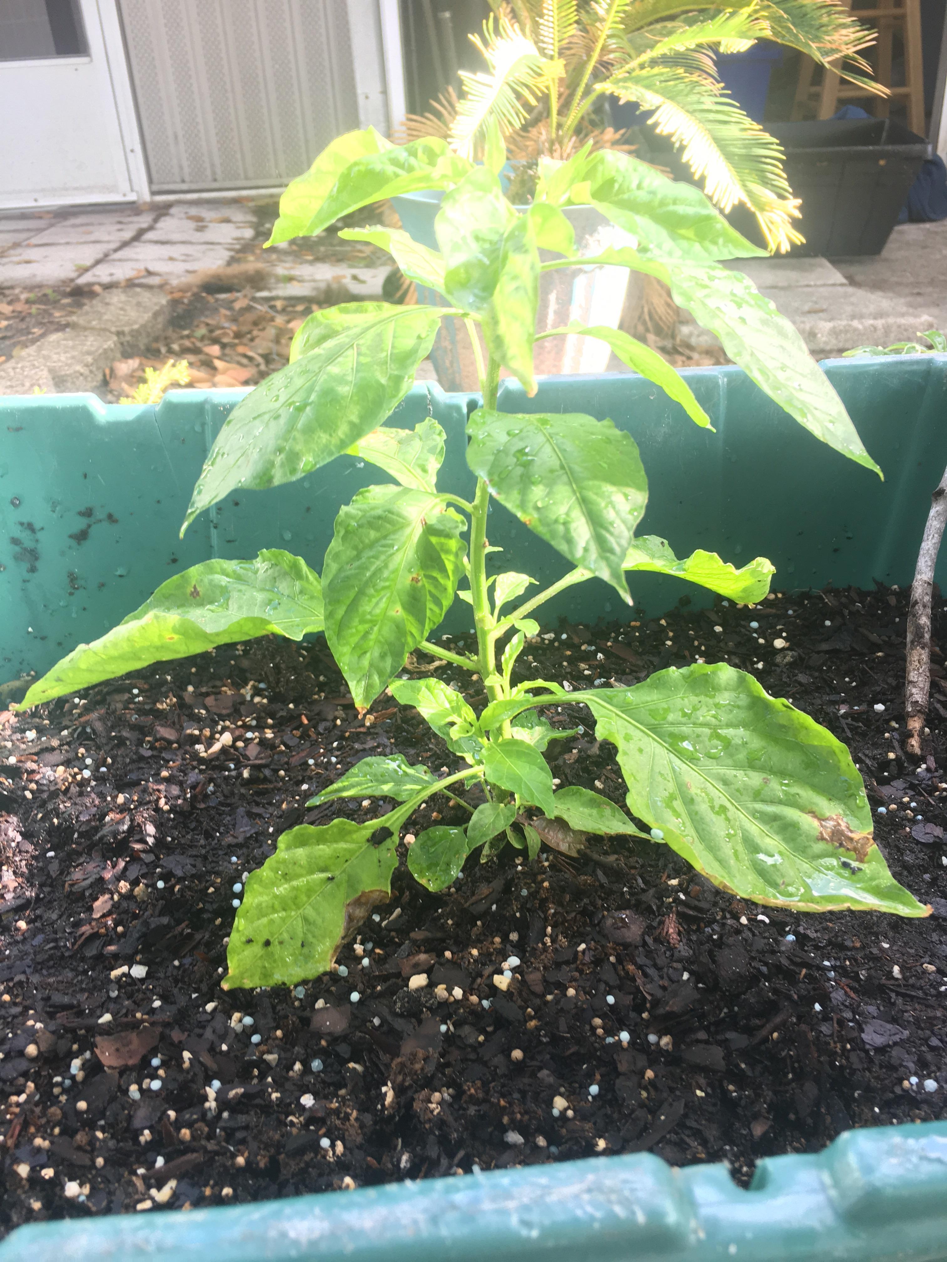 My Lowes ghost pepper is generating a lot of smaller leaves and