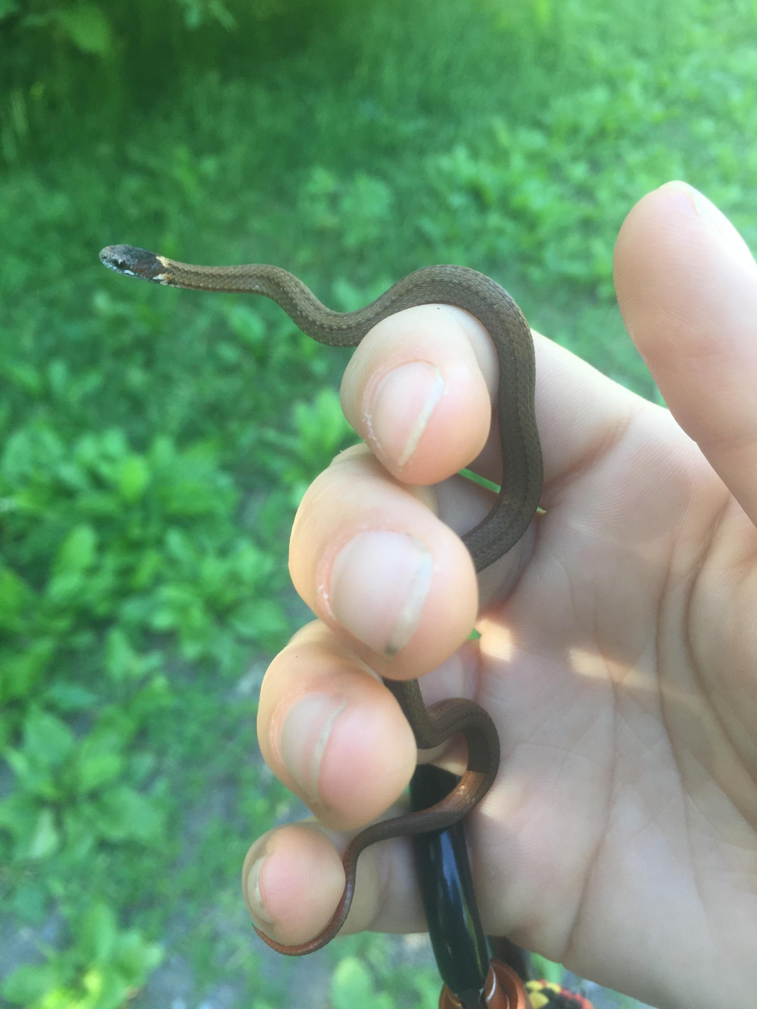 What kind of snake? Ontario, Canada r/snakes