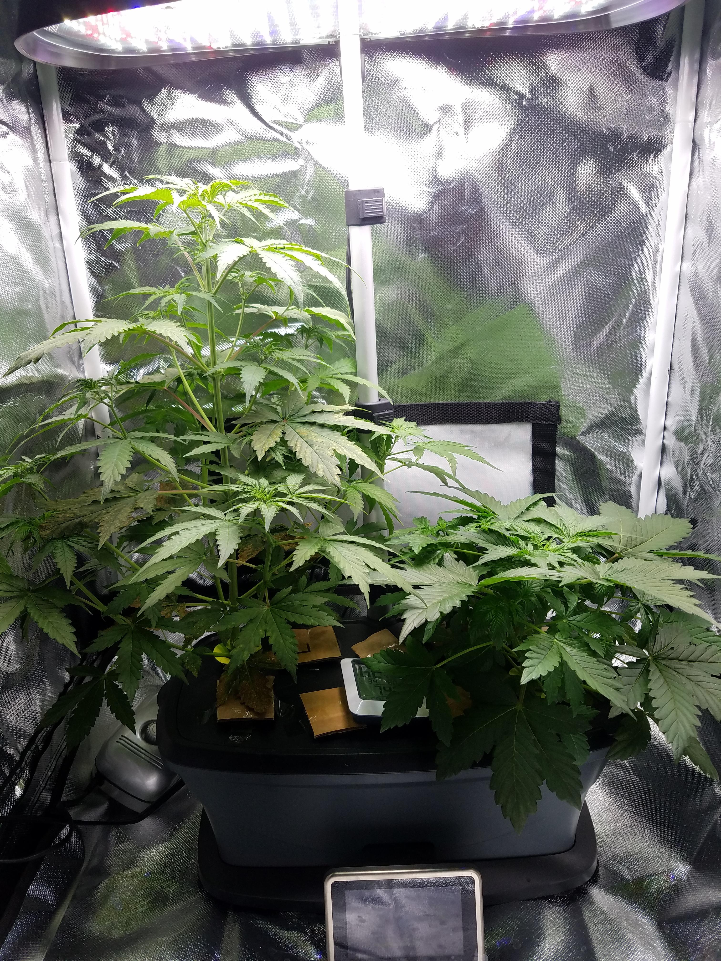 Day 31 Northern Lights Autoflower r/GrowingMarijuana
