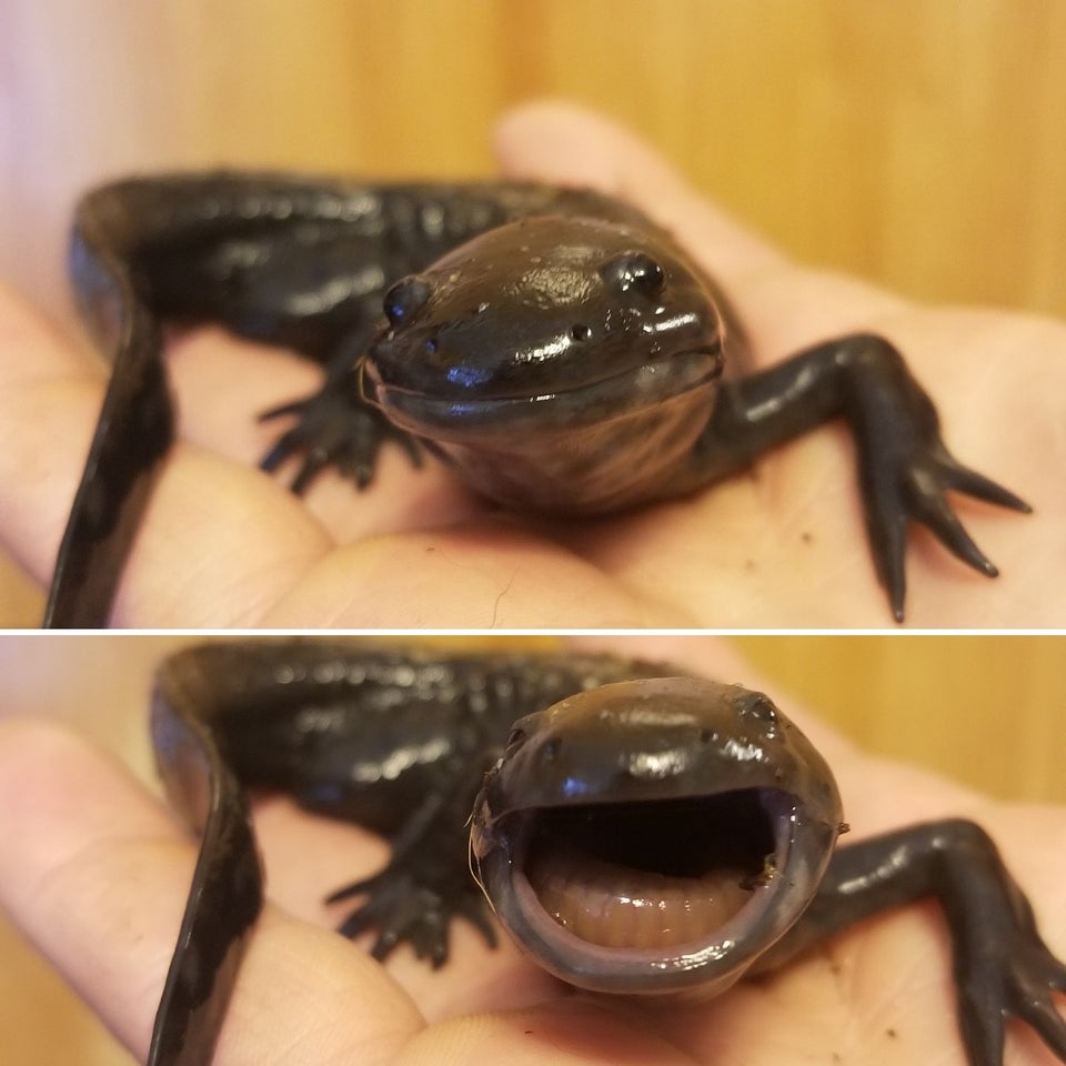 You like seefood? Itzi the morphed axolotl. r/axolotls