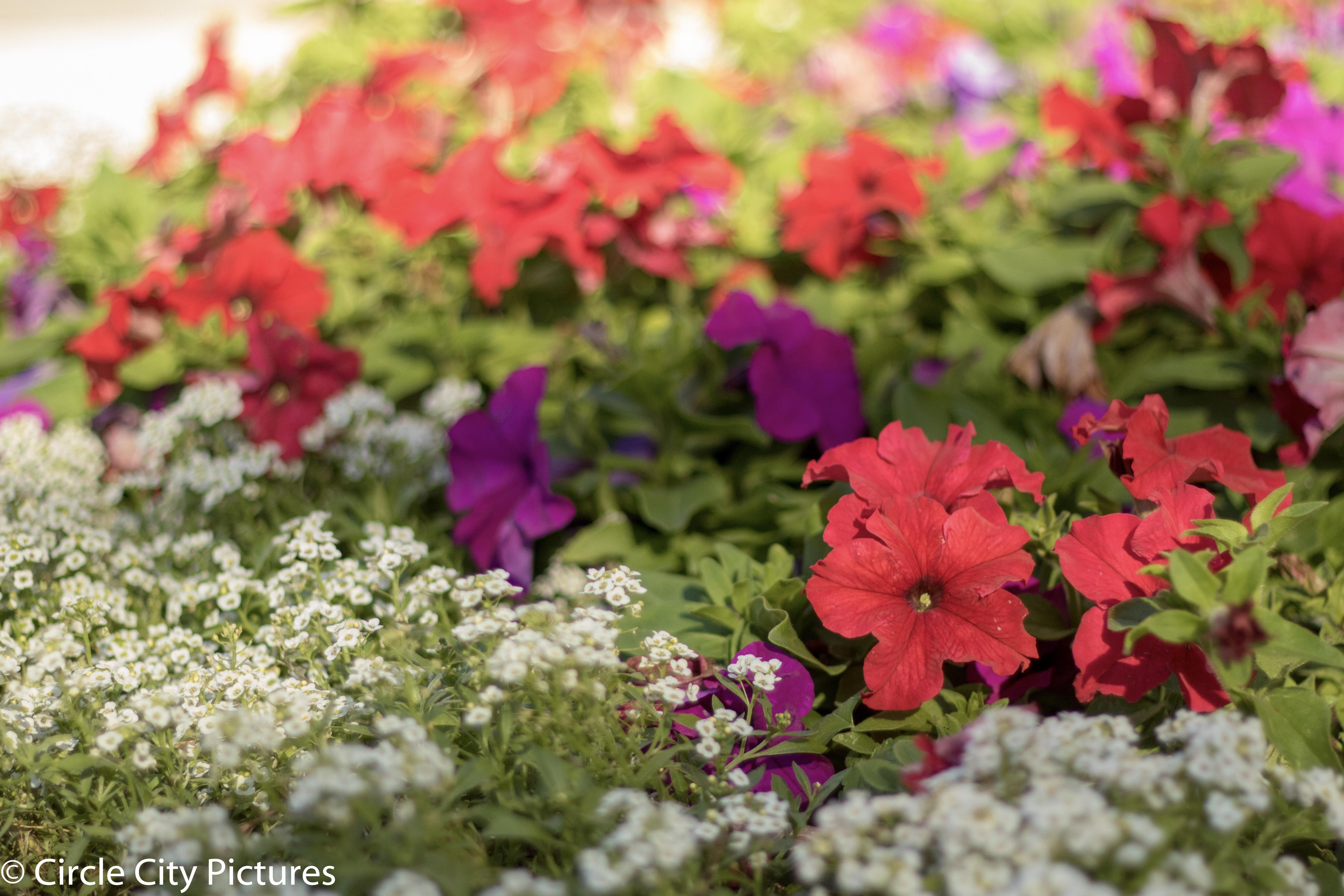 By the pool at Caribe Royale in Orlando flowers