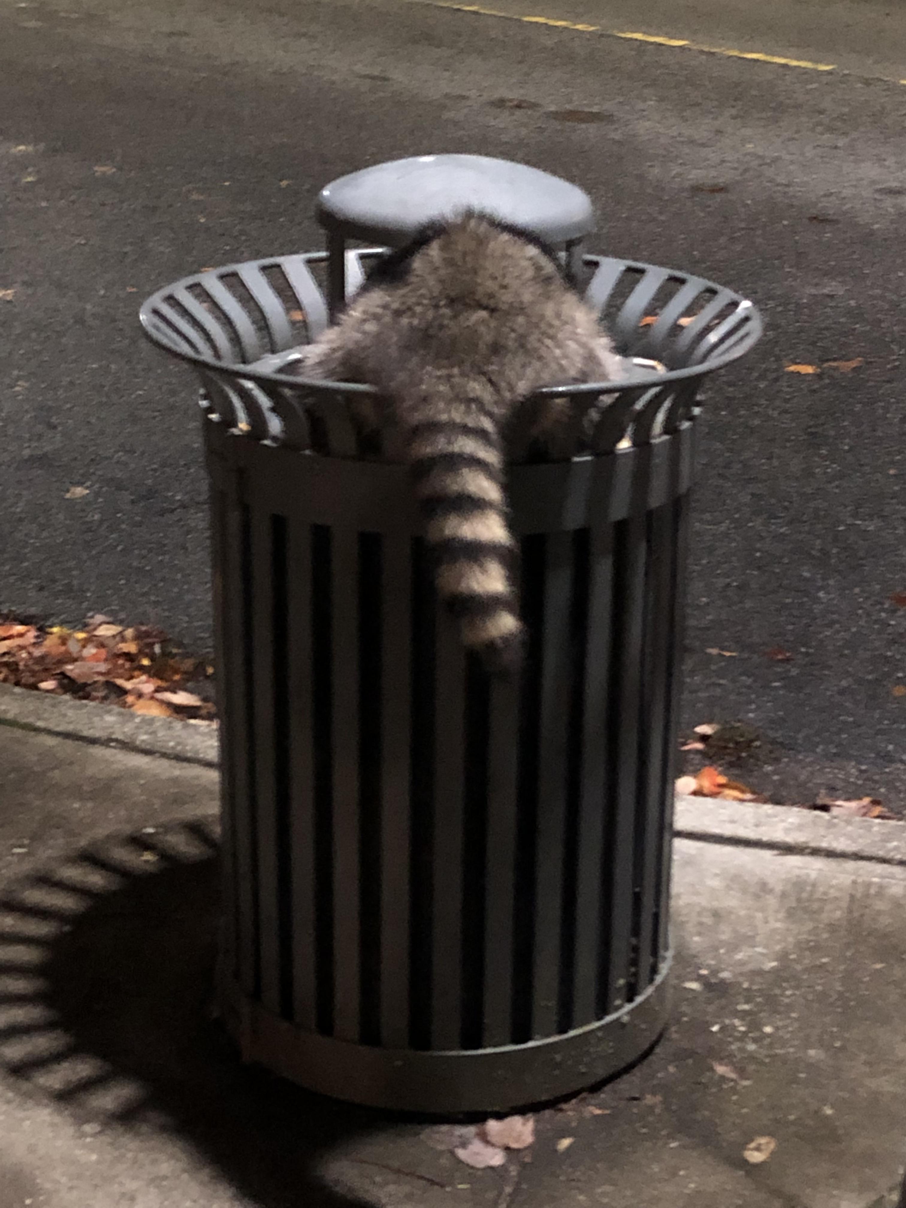 Dumpster Diving Trashpanda r/UBC