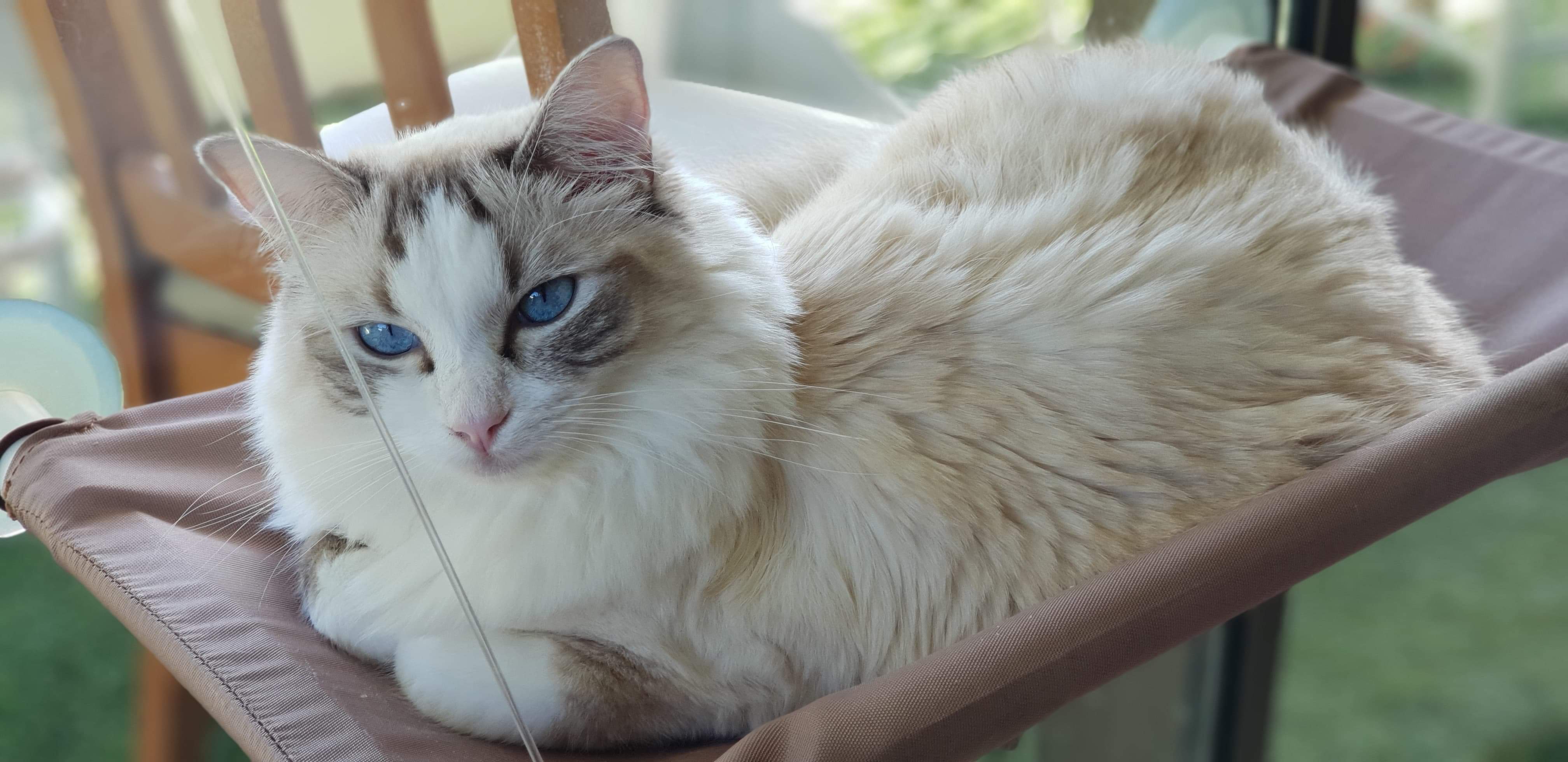 My ridiculously photogenic ragdoll in her new bed 📸 r/SupermodelCats