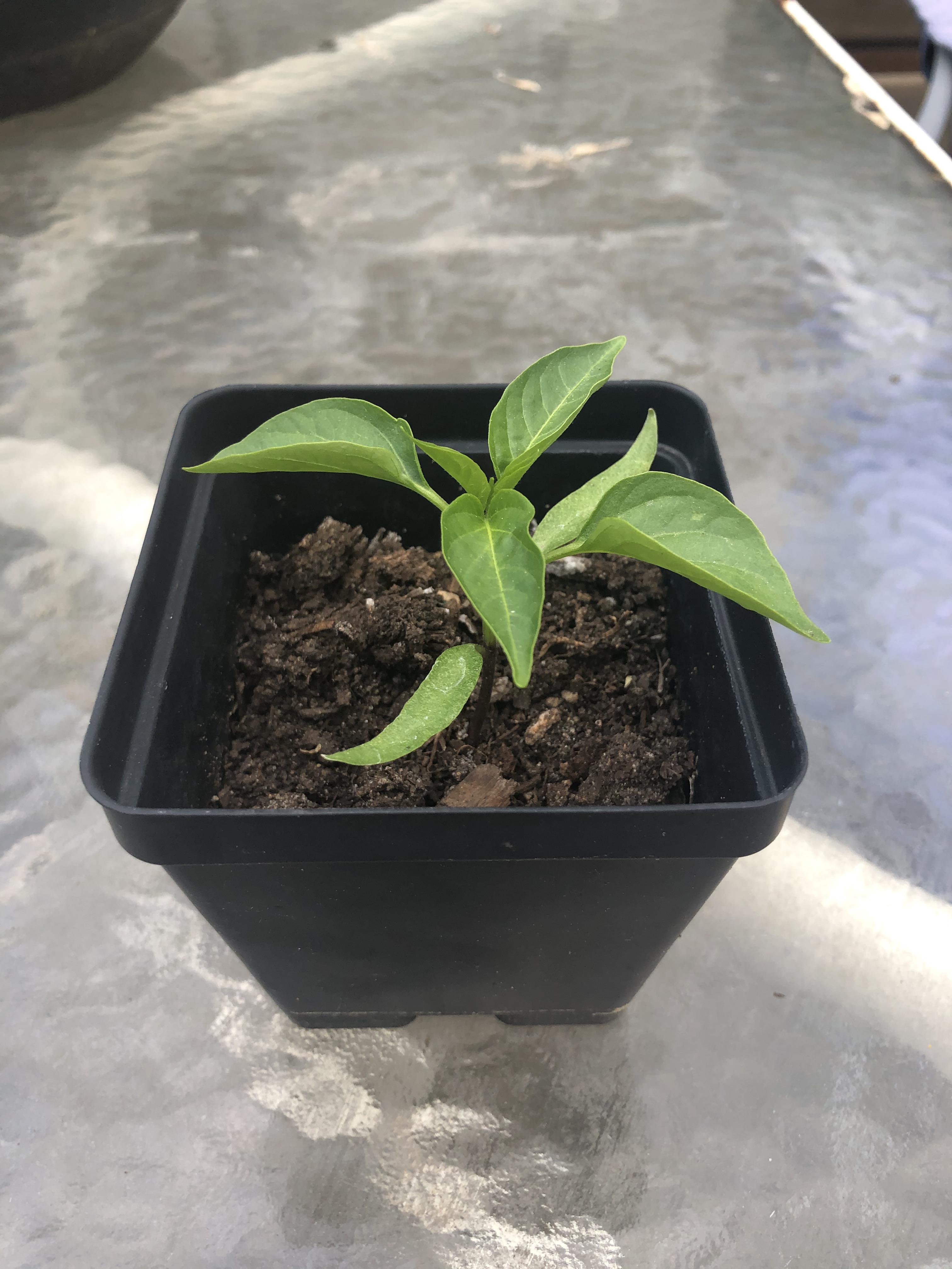 Got a little jalapeño plant growing here. I’m just wondering if/when