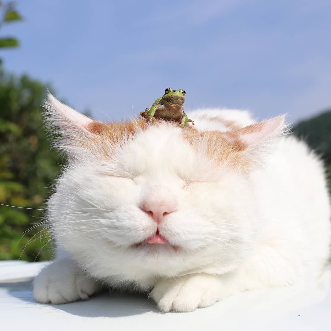 PsBattle A frog sitting on a cat's head