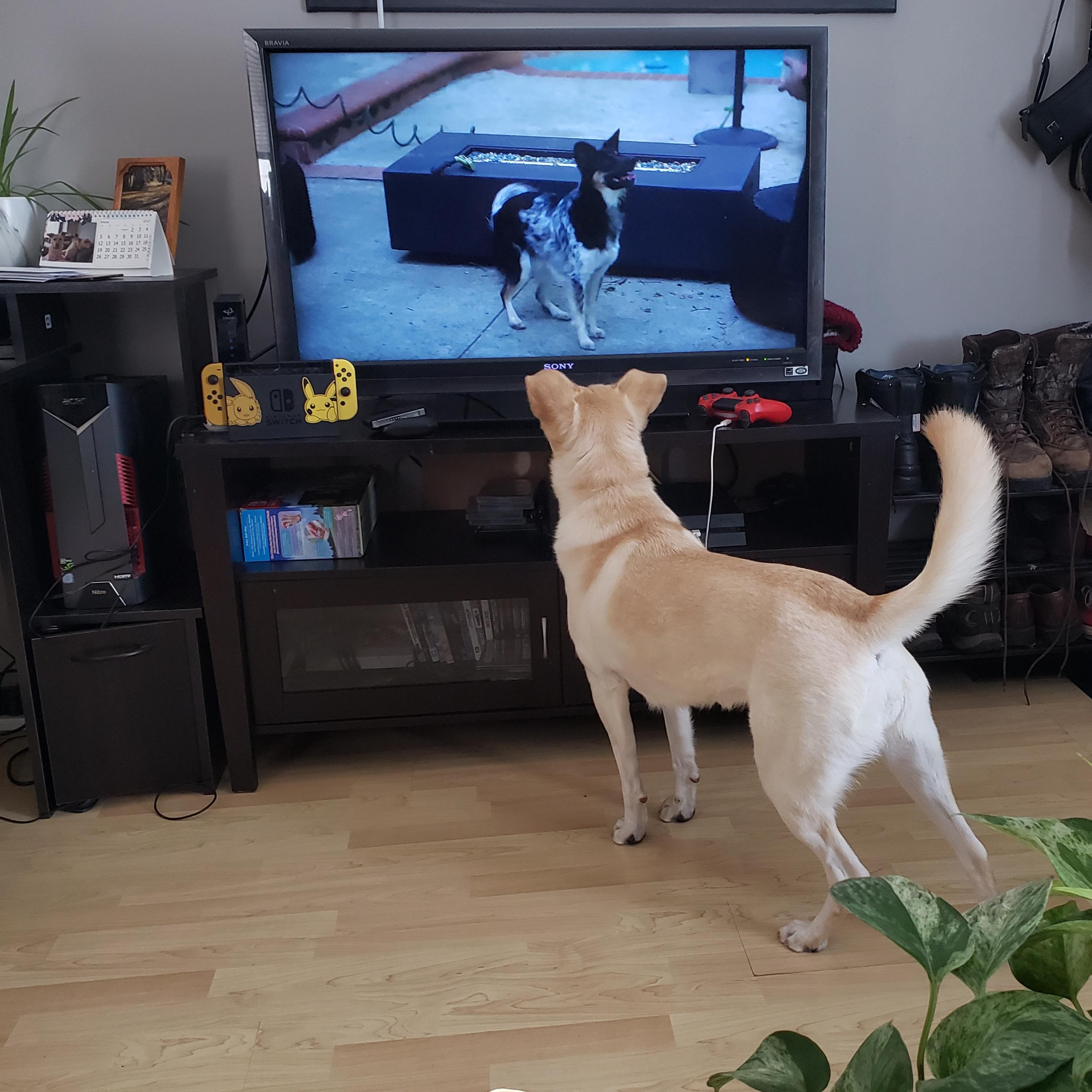 Was told to post on here too of my dogs crush for ethan's dog r