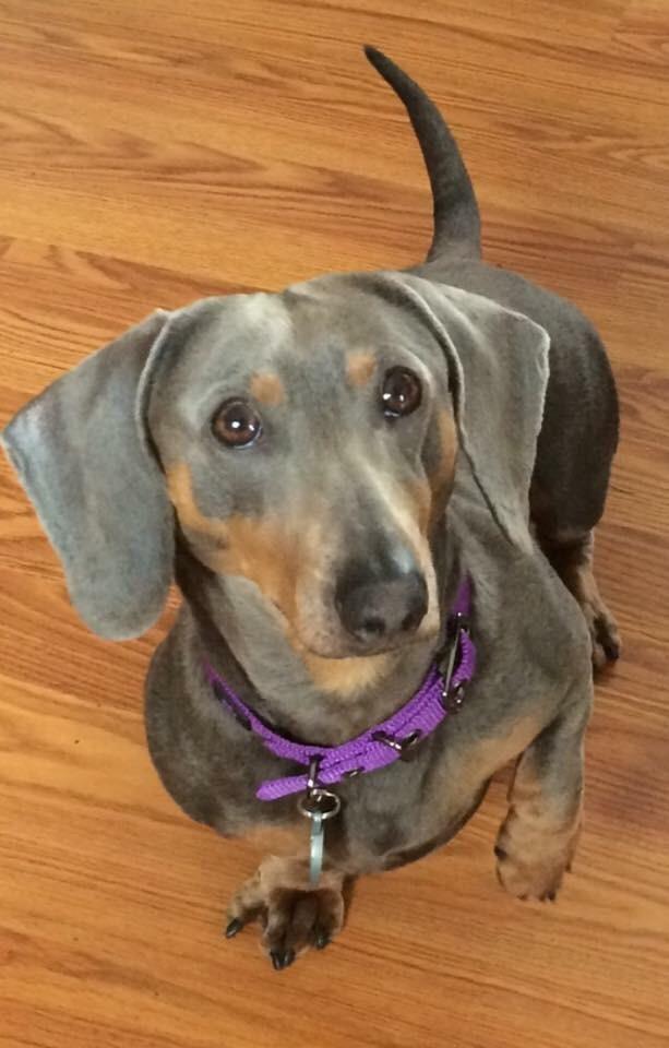 25+ Rare Dachshund Colours Photo Bleumoonproductions