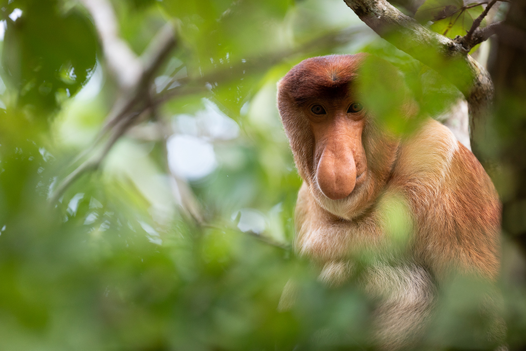 Proboscis Monkey in Bako National Park monkeys