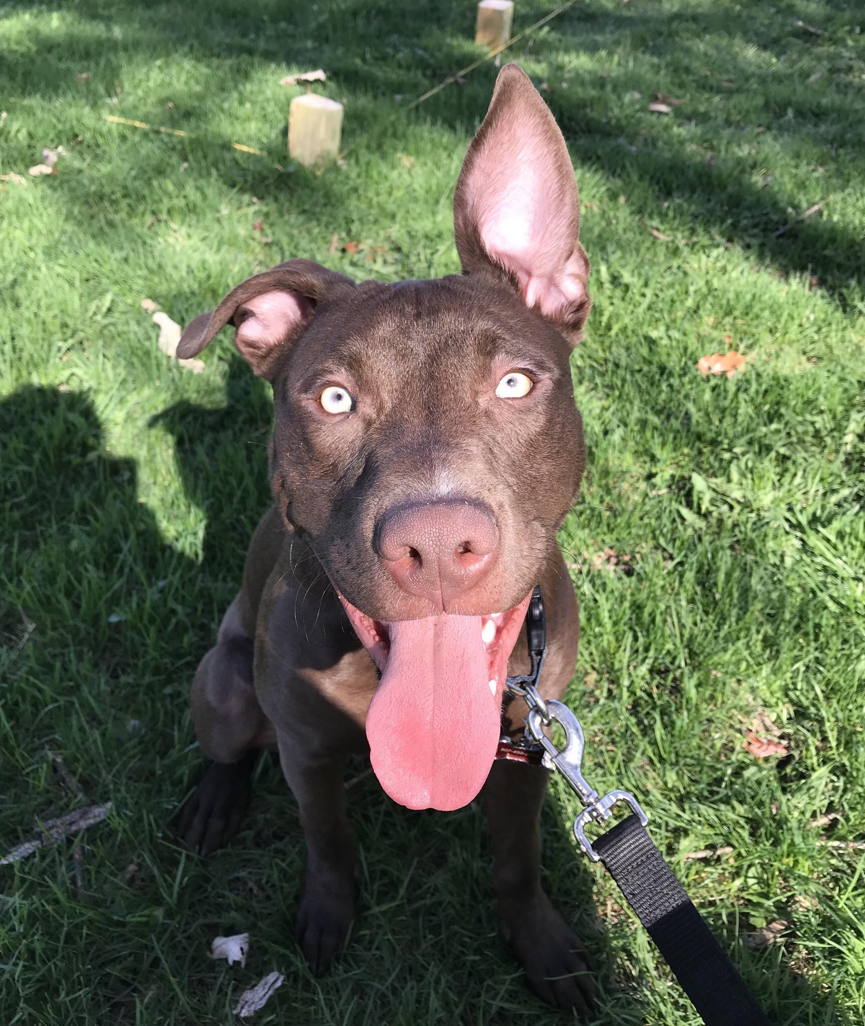 Meet Zero, my lab/pit mix pup. That ear is always up. ) r/aww